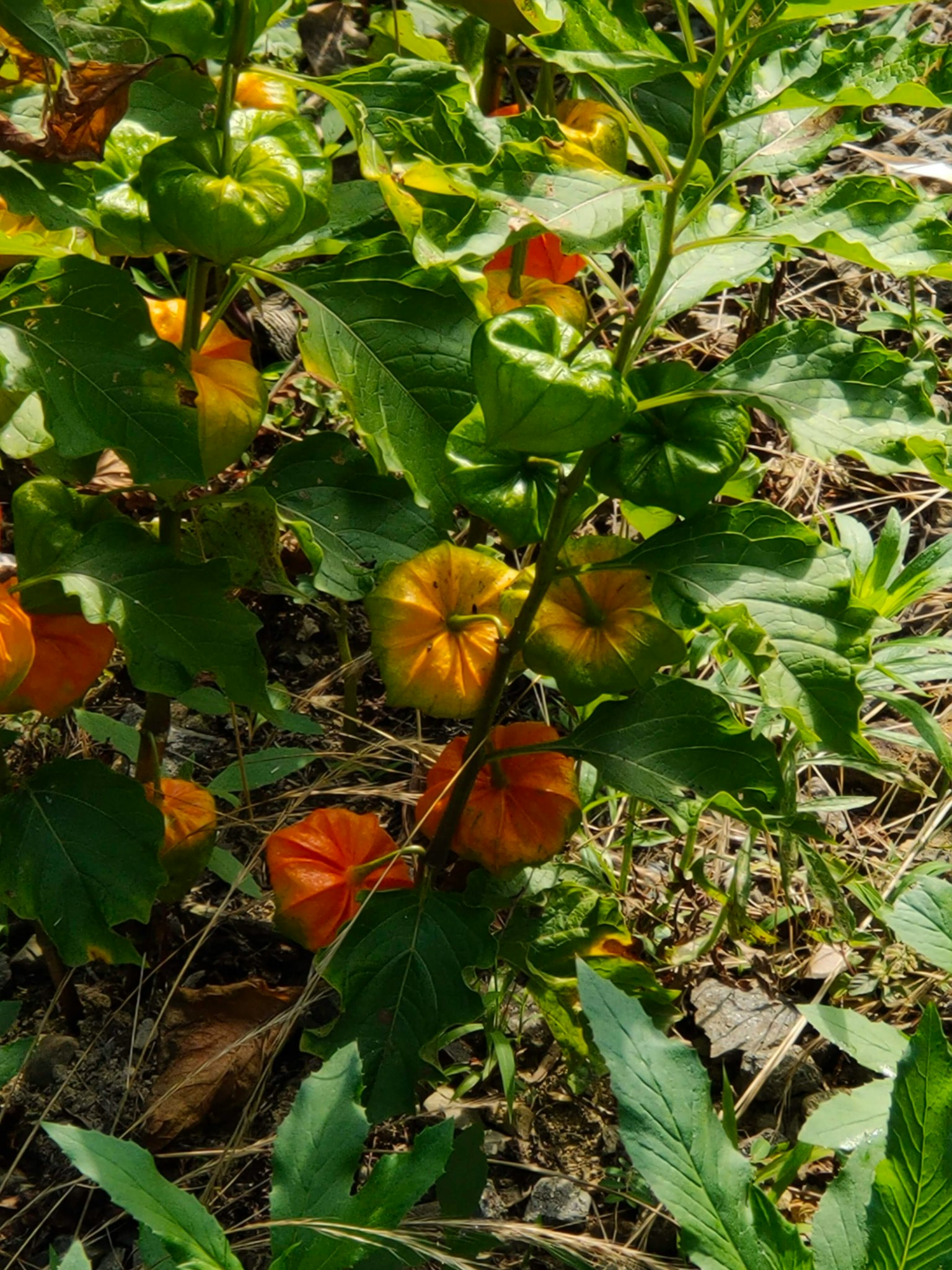 Close-up of a plant with orange fruit