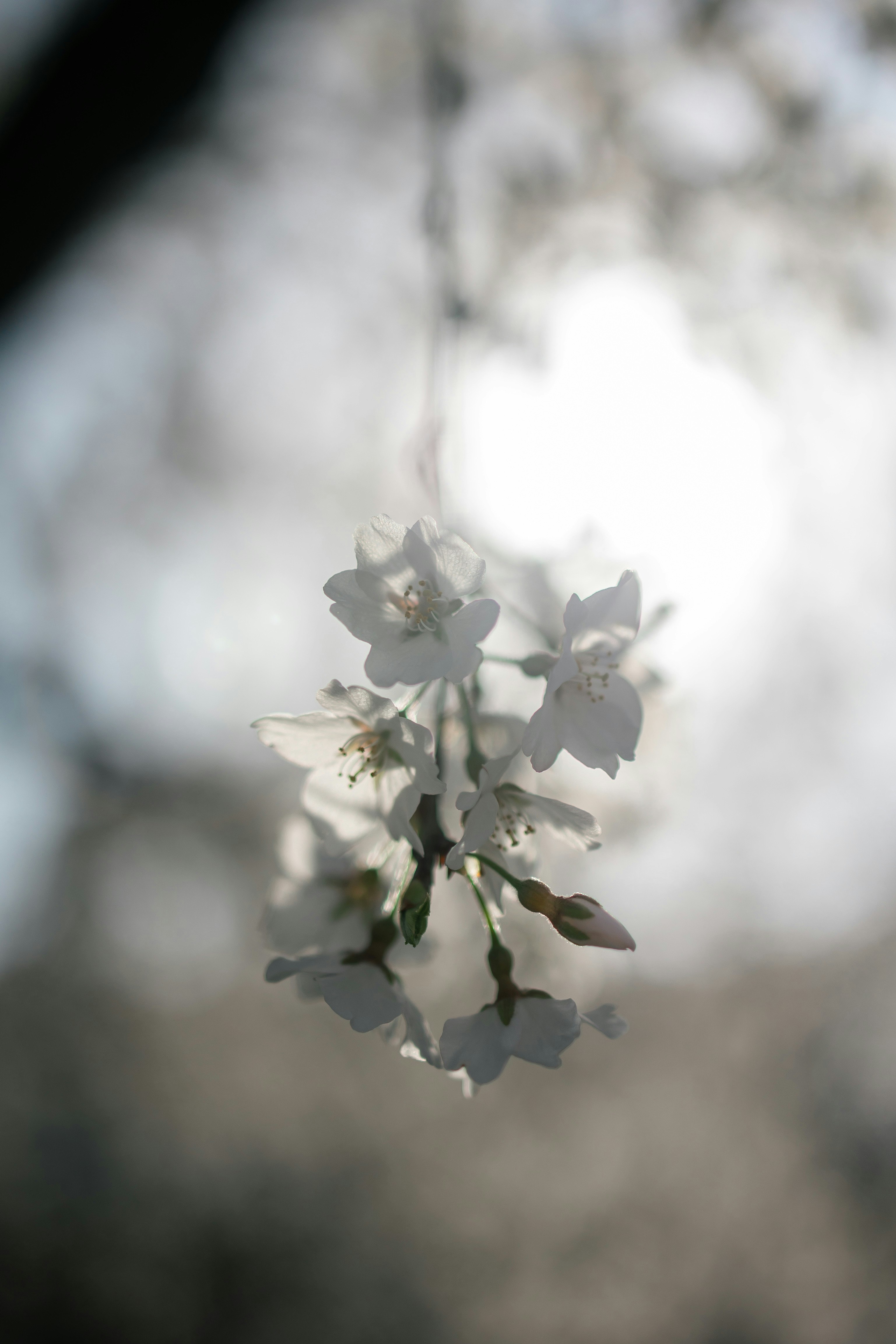 Primo piano di fiori bianchi