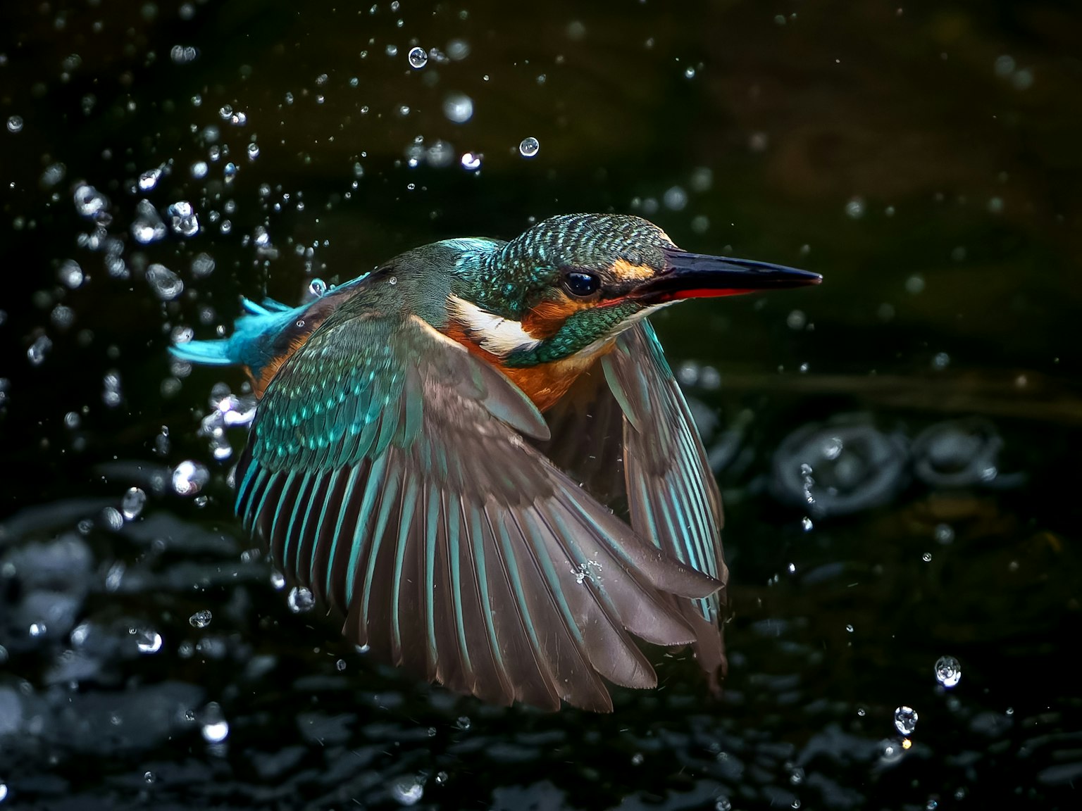 Ein Eisvogel mit lebendigen Federn, der über die Wasseroberfläche springt und Spritzer erzeugt