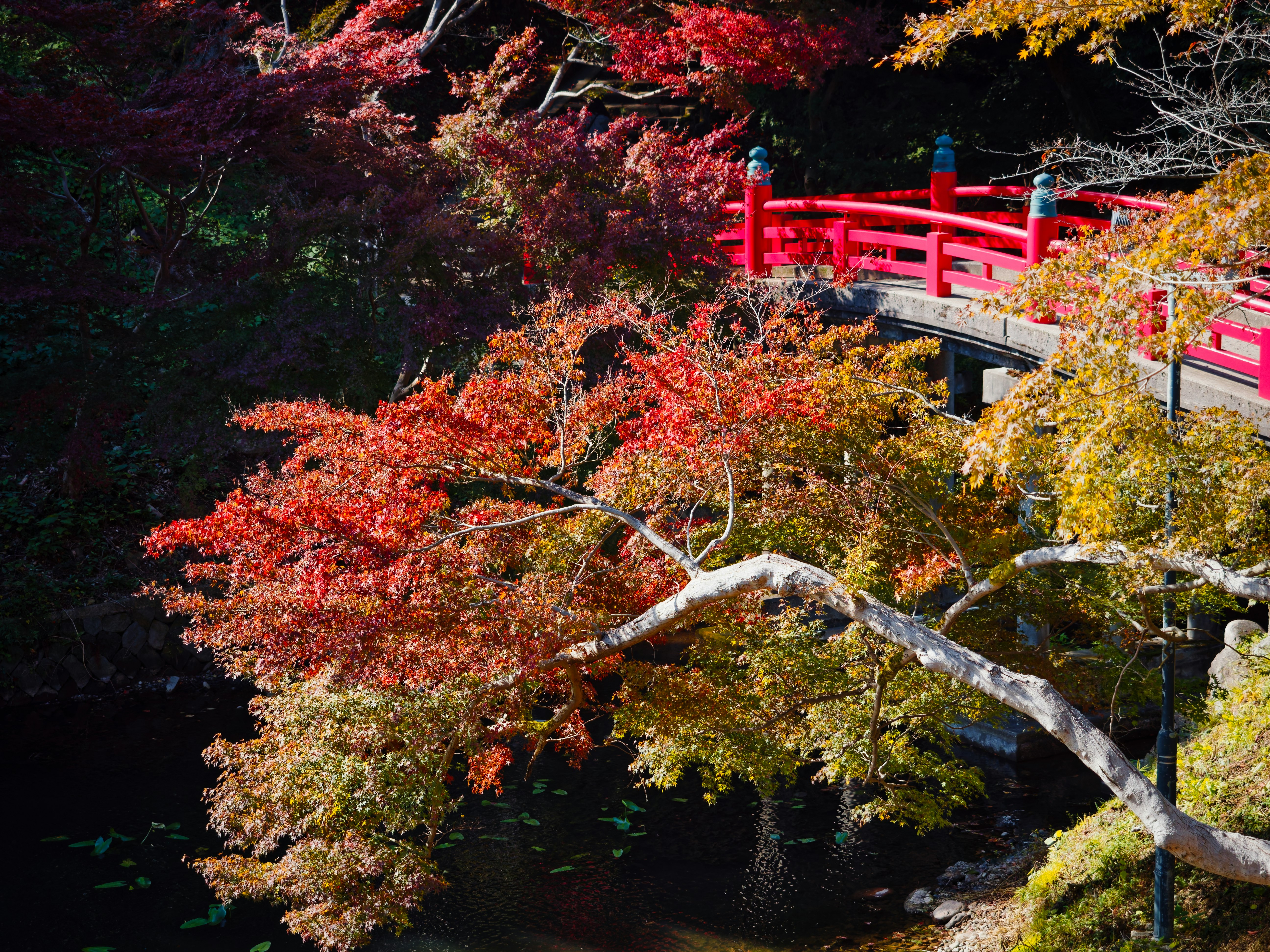 A red bridge surrounded by vibrant autumn foliage