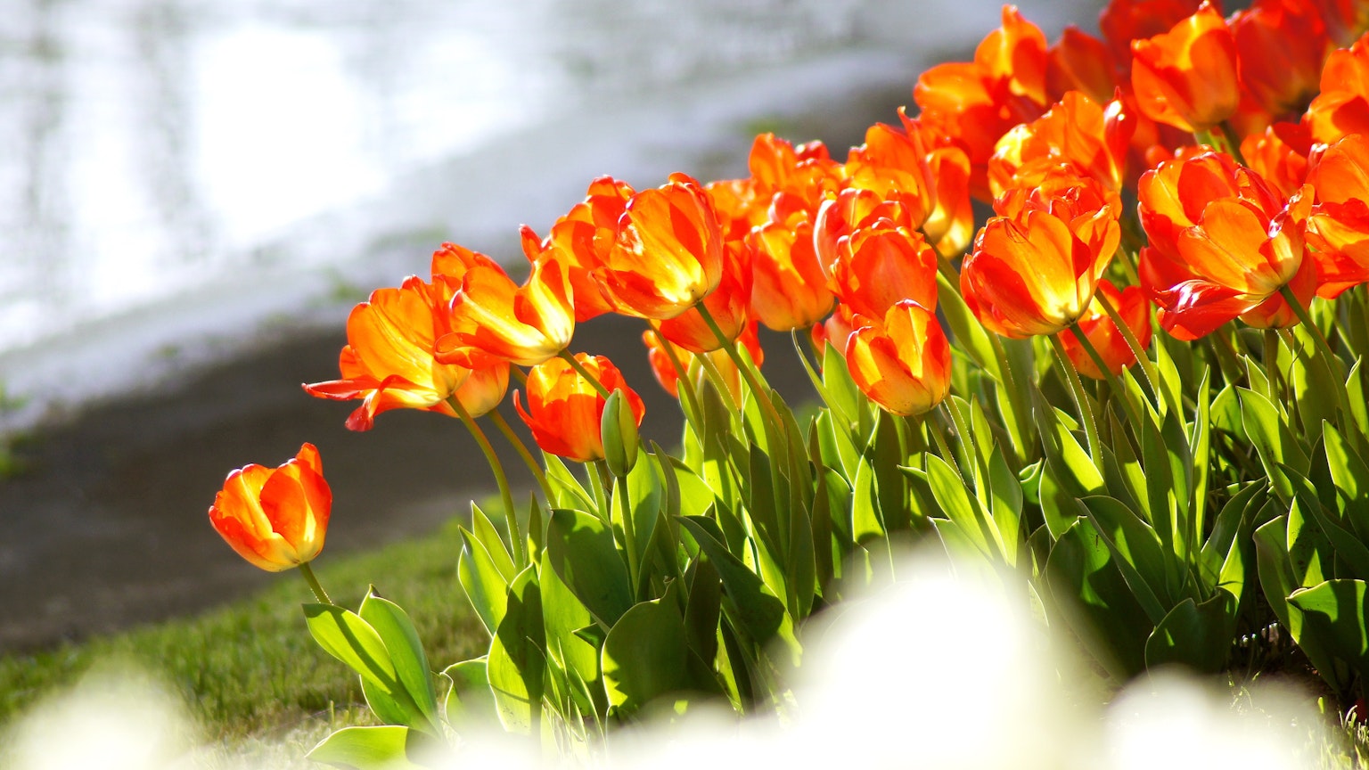 Tulipanes naranjas vibrantes en flor con un fondo de agua