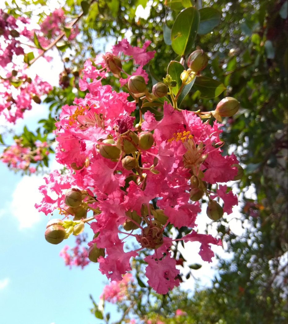 百日紅のピンクの花が枝に咲く庭の風景