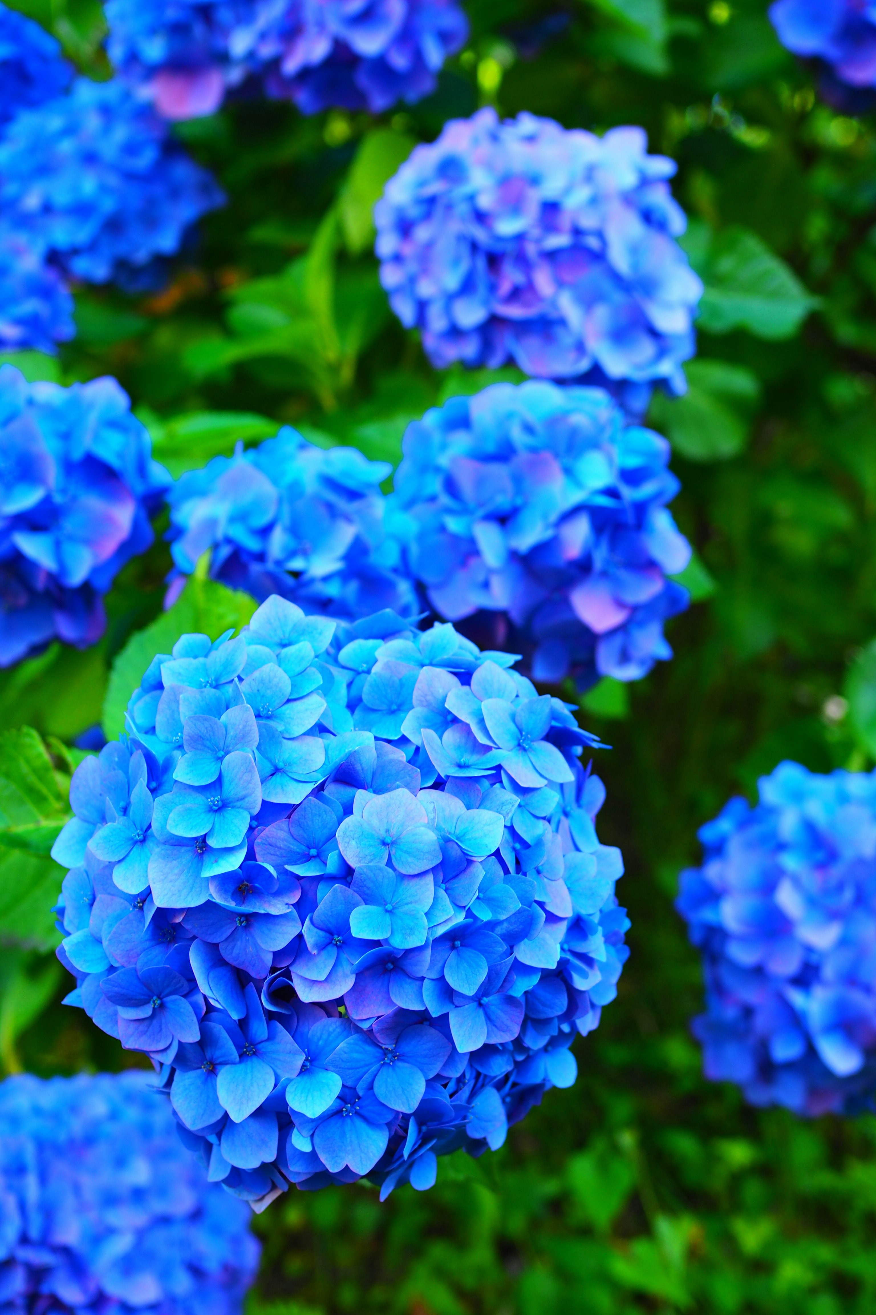 青いアジサイの花が咲き並ぶ庭の花壇