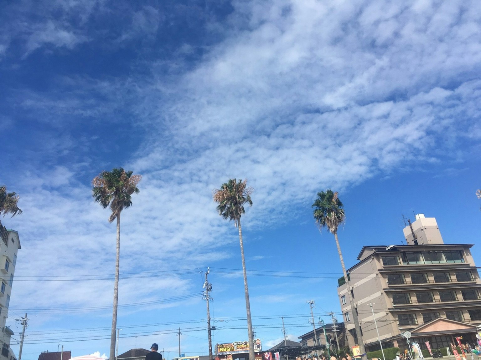 在蓝天和云朵下的棕榈树和建筑的风景