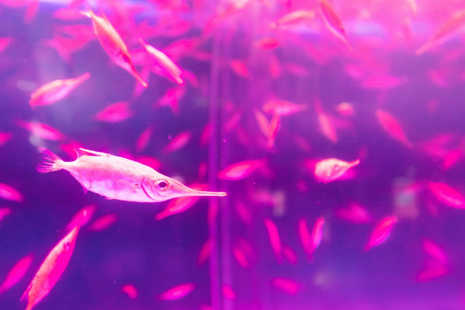 水族箱中游动的粉色鱼群，前景有一条白色鱼