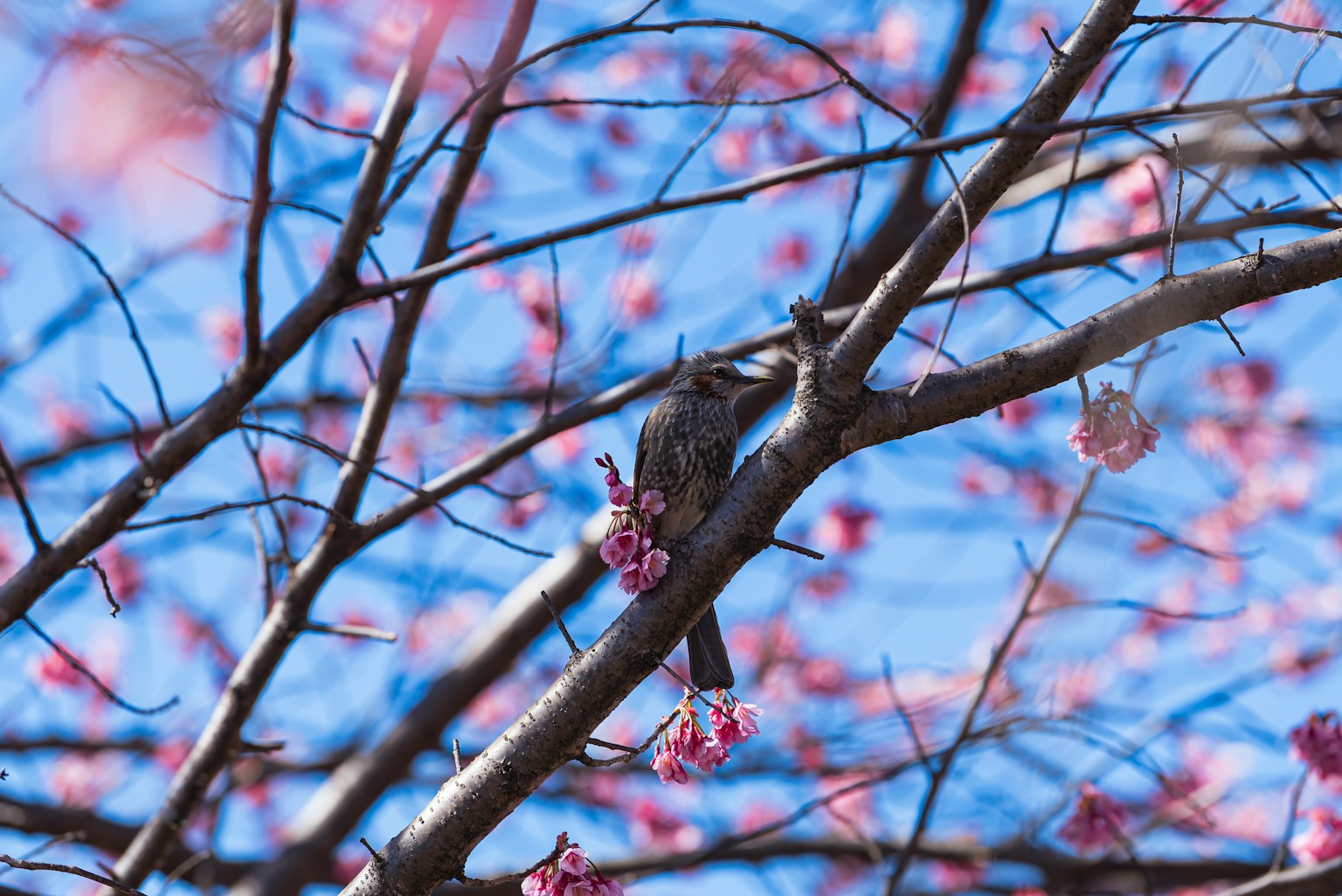 Bird perched on cherry blossom branch against a blue sky