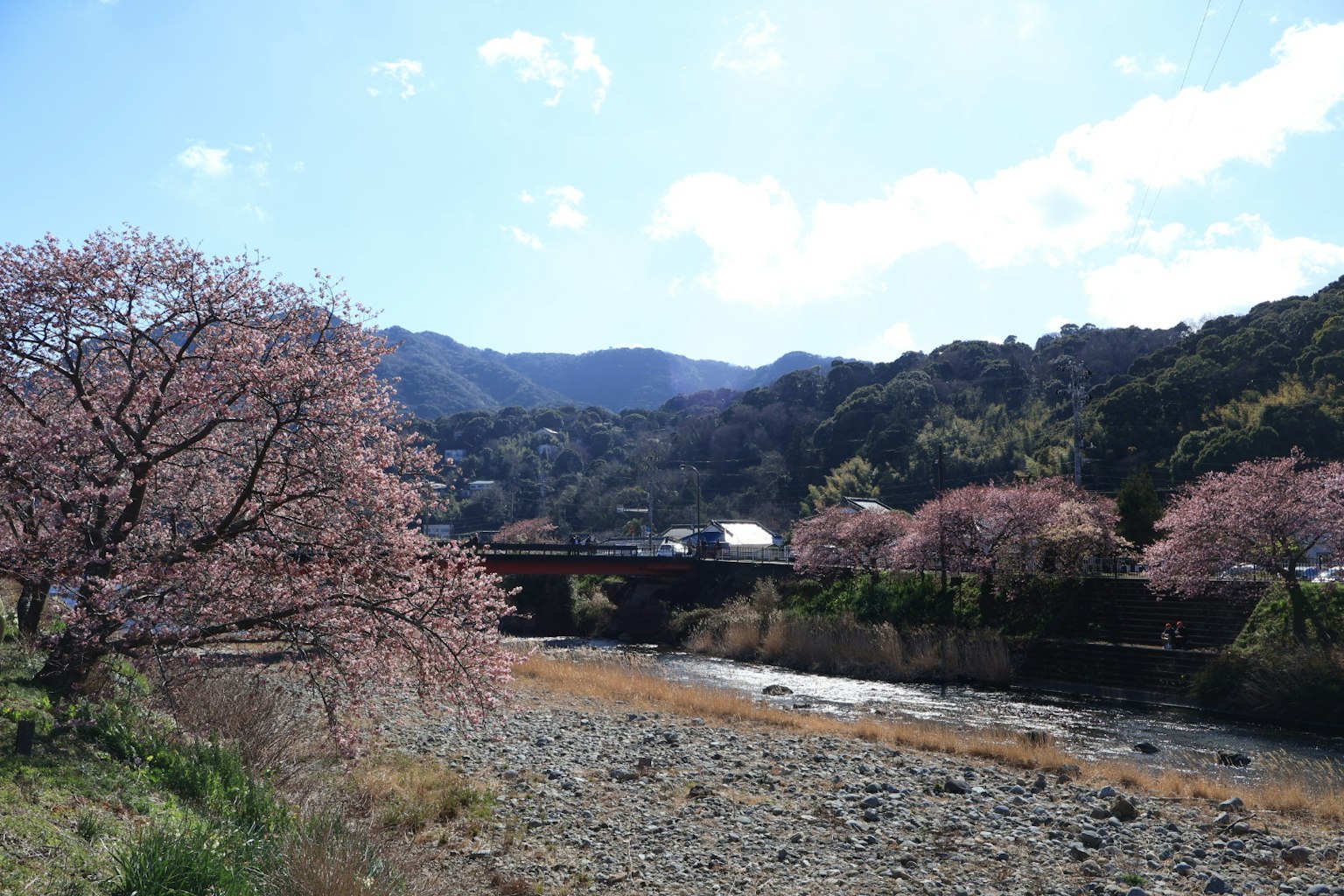 川沿いの桜の木と山の風景