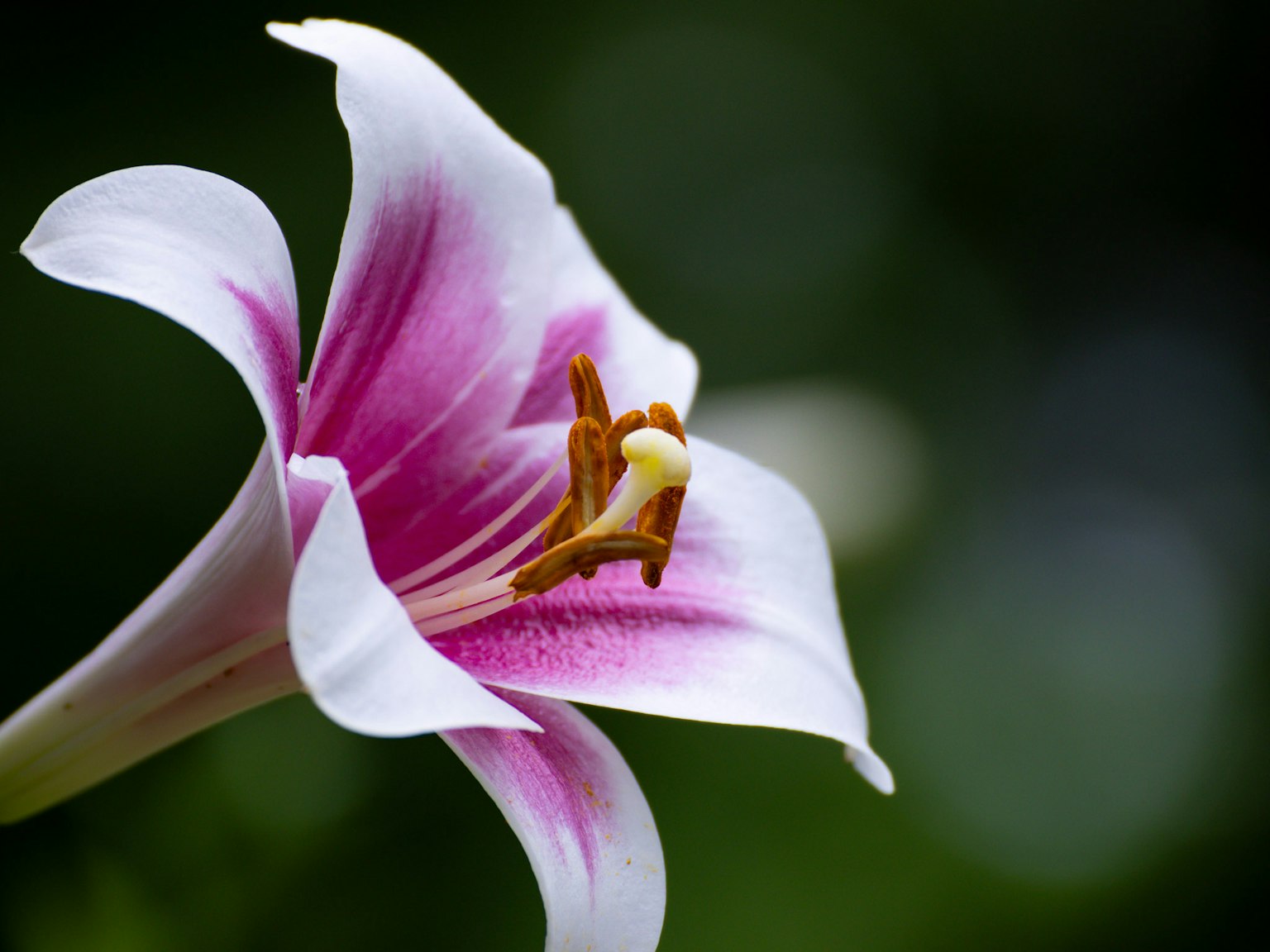 特写白色百合花,带有鲜艳的粉红色花纹