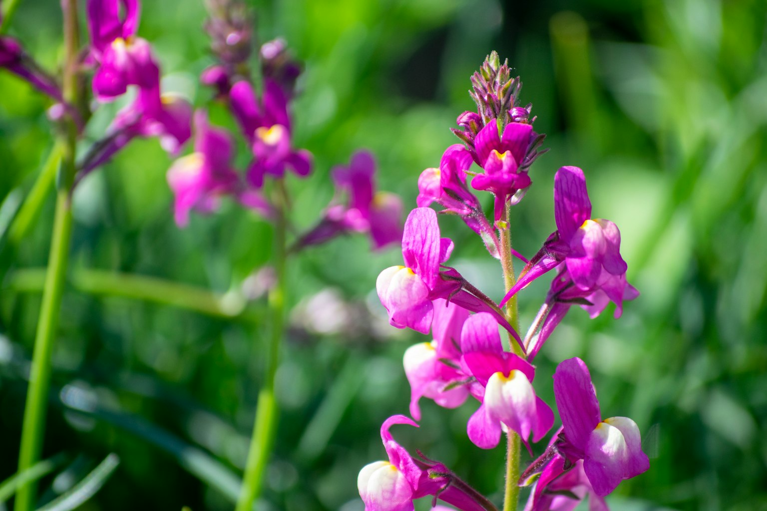 Fiori viola vibranti che fioriscono tra l'erba verde