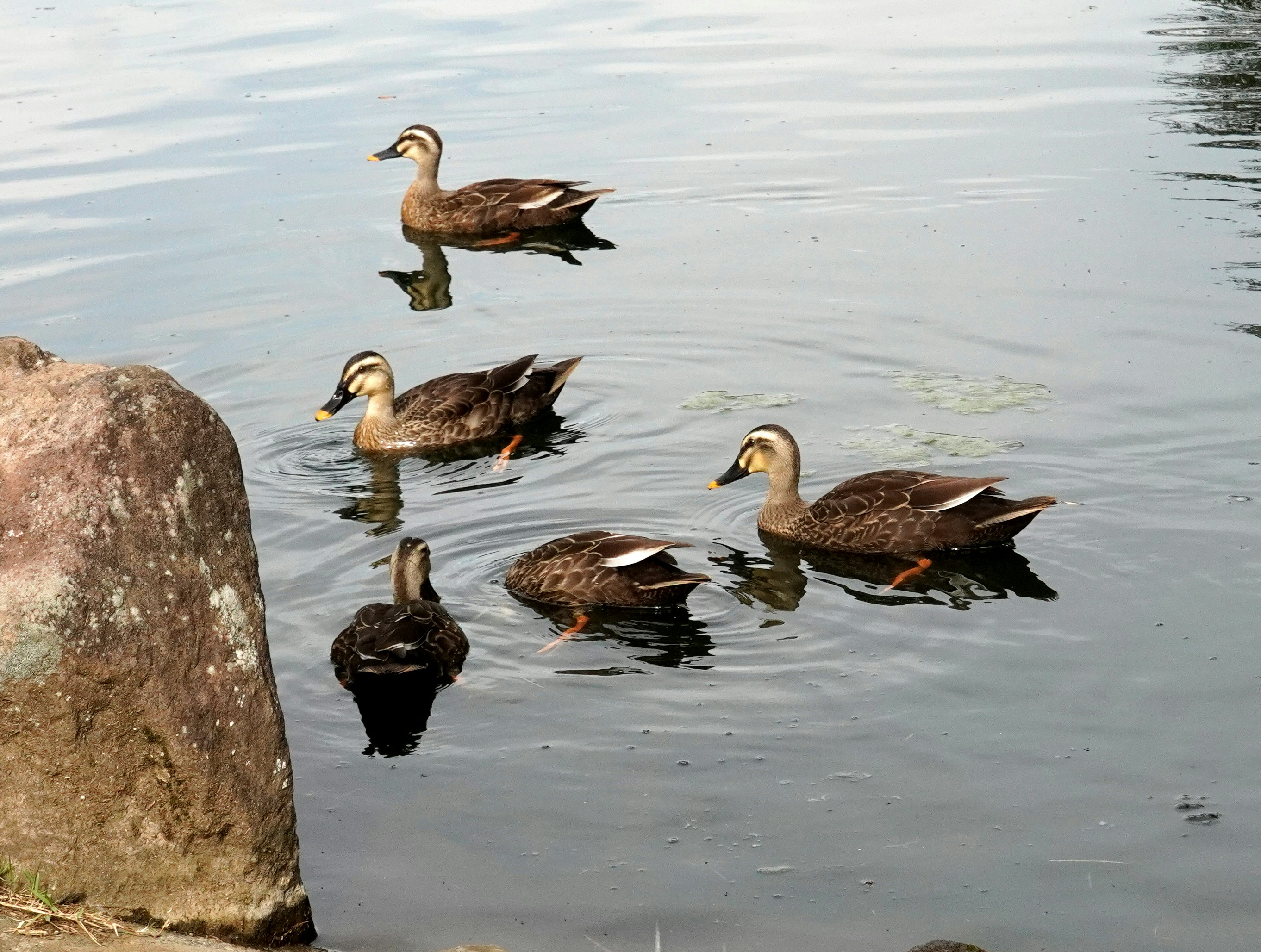 水辺で餌を探すアヒルと小さな水鳥たち