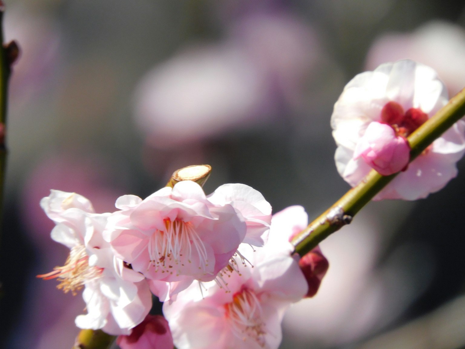 Primo piano di fiori di ciliegio rosa pallido su un ramo