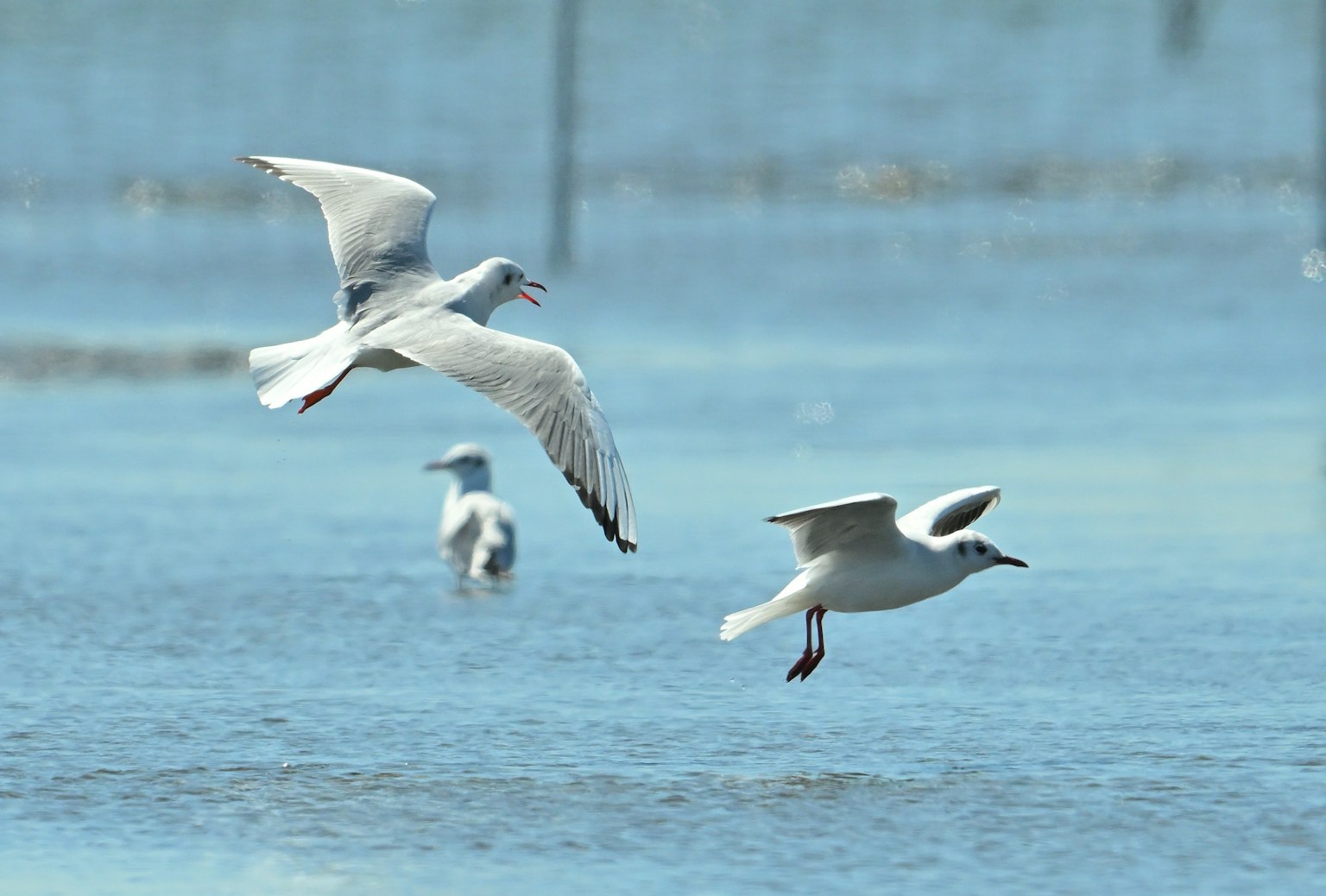 Una bandada de gaviotas blancas volando sobre una superficie de agua brillante