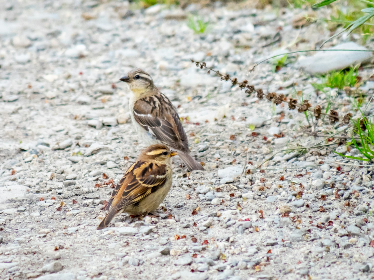 Deux petits oiseaux se tenant sur le sol
