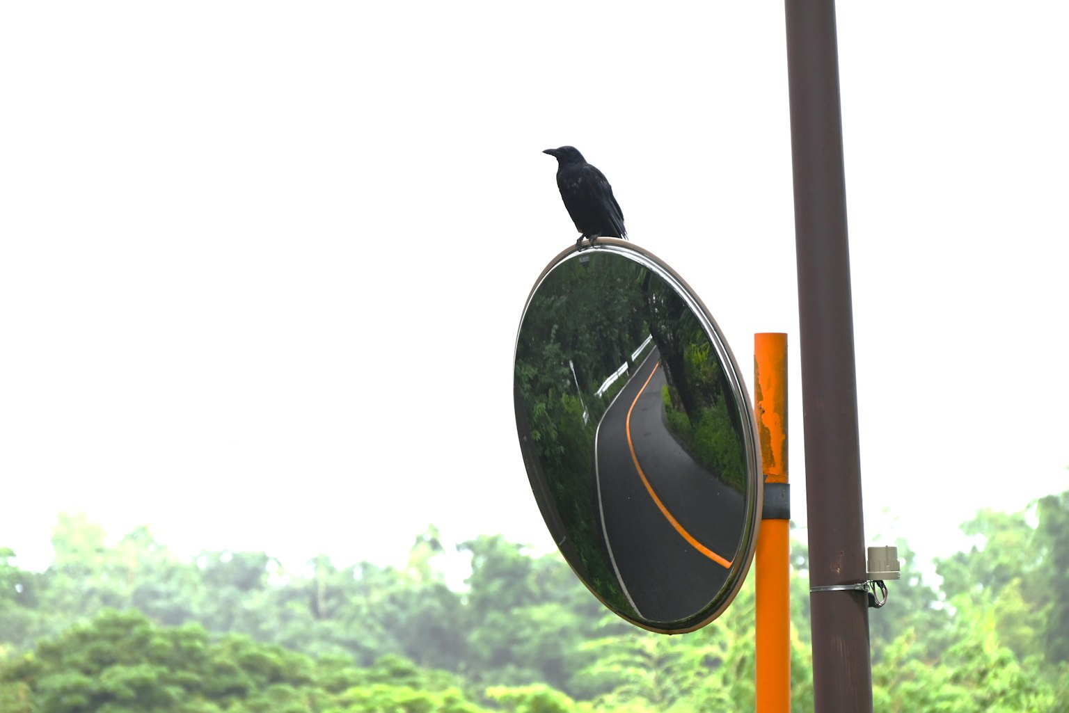 一隻黑鳥栖息在路鏡上，反射出一條彎曲的道路