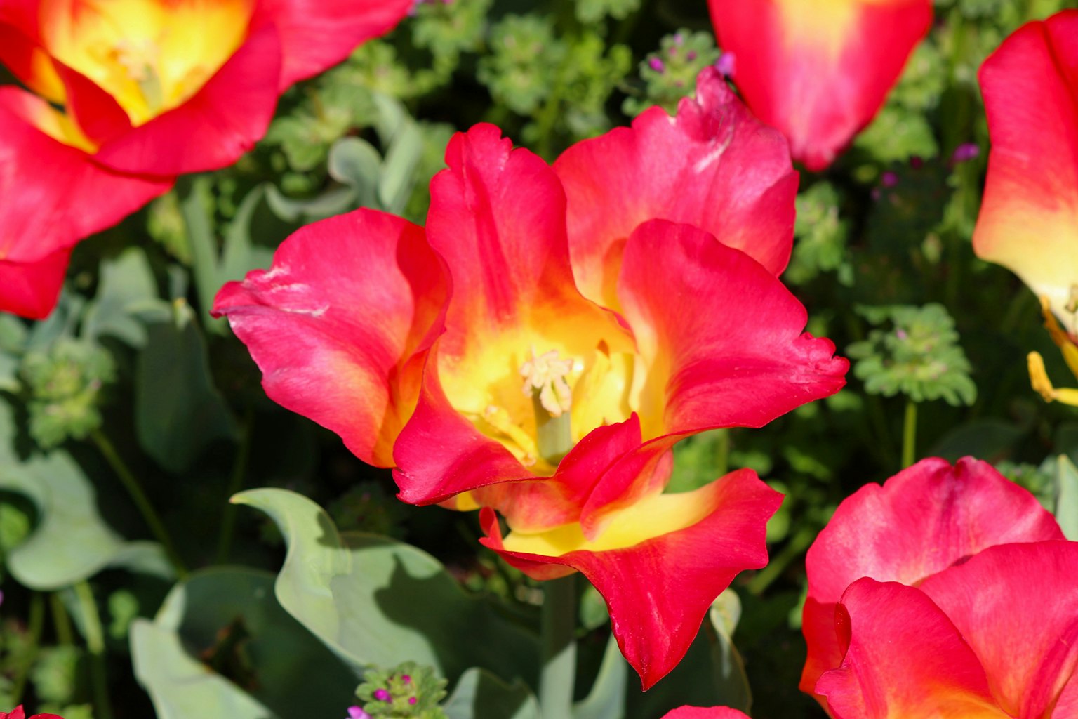 Tulip merah dan kuning yang cerah mekar di taman bunga