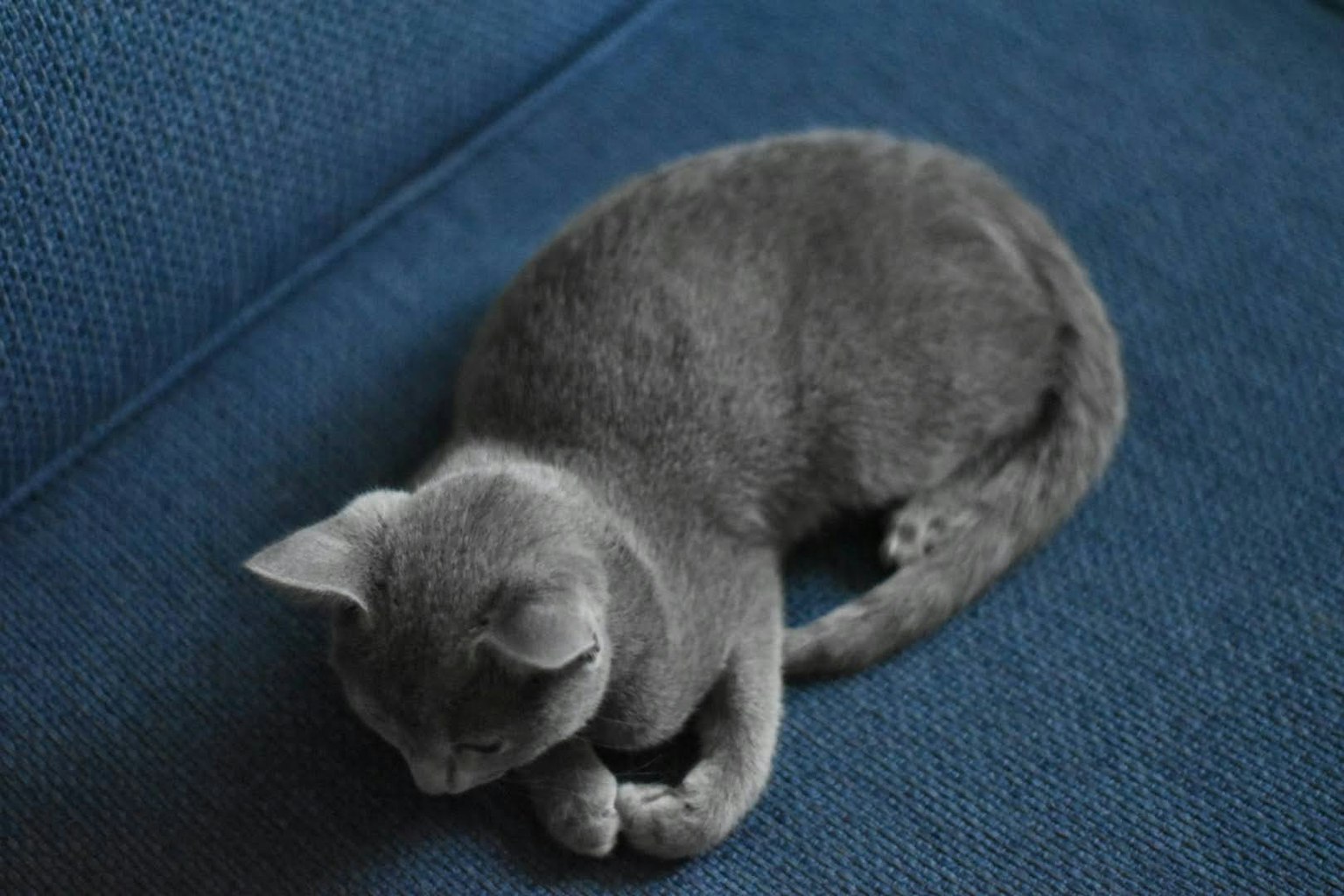 Gatto grigio arrotolato che dorme su un divano blu