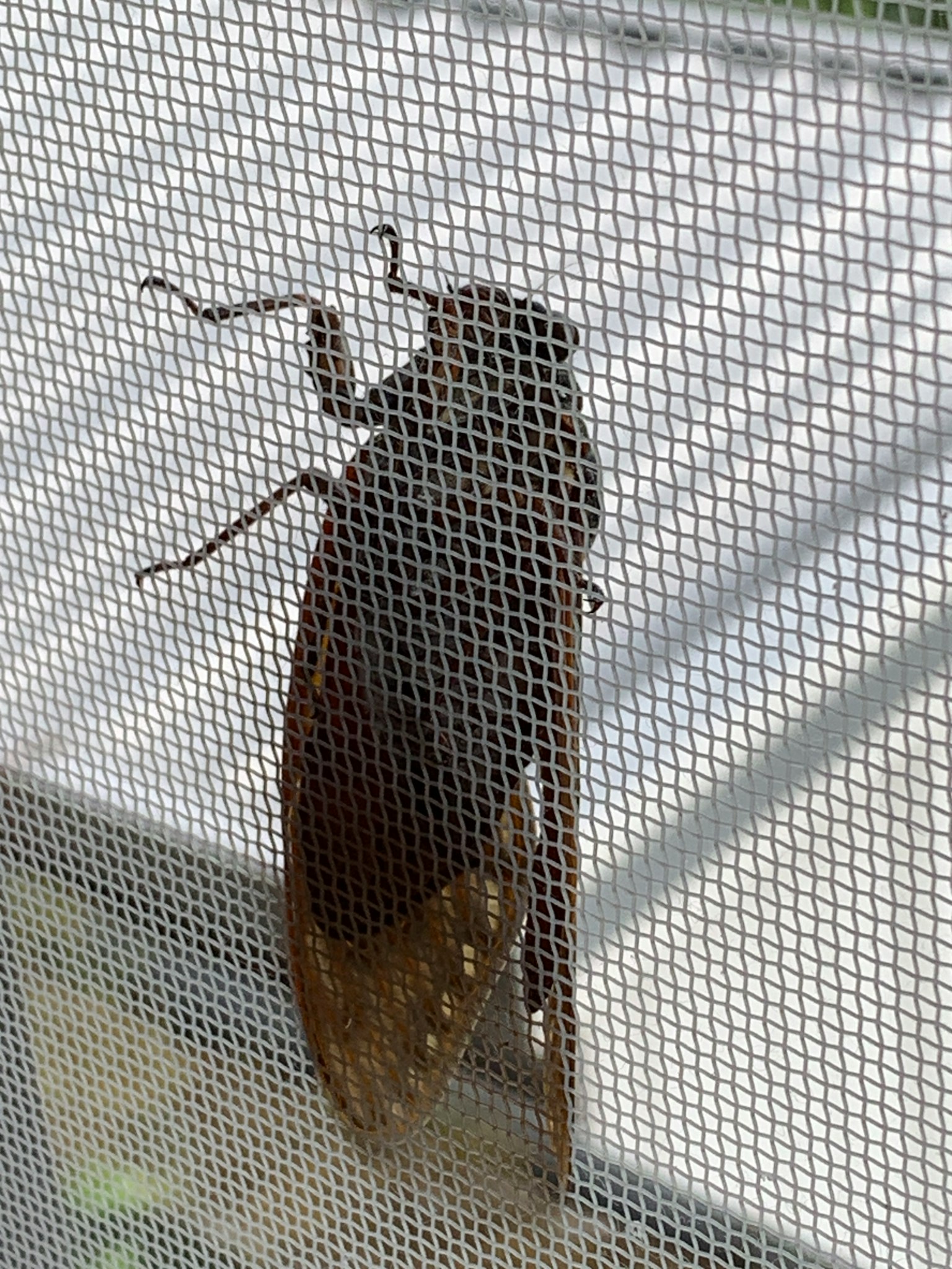 Silueta de una cigarra descansando en una mosquitera