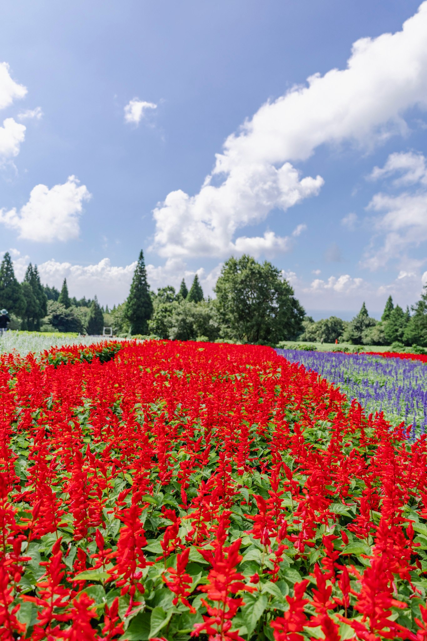 赤いサルビアと青い花が咲く花畑の風景