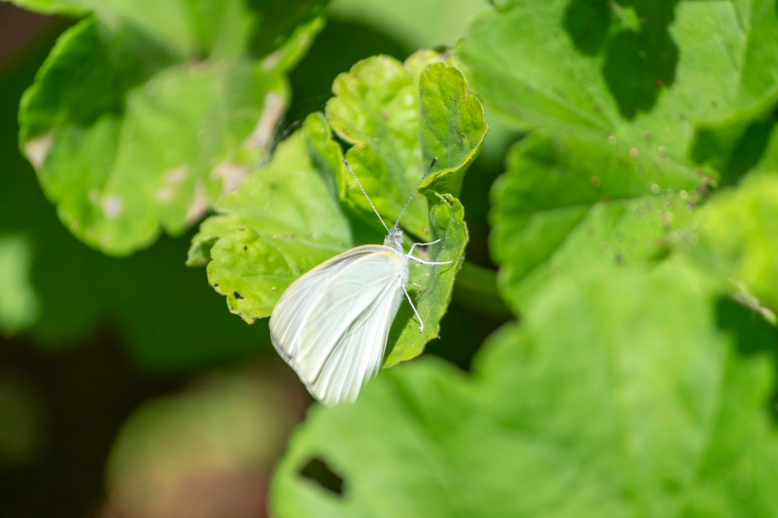 Una mariposa blanca posada sobre hojas verdes