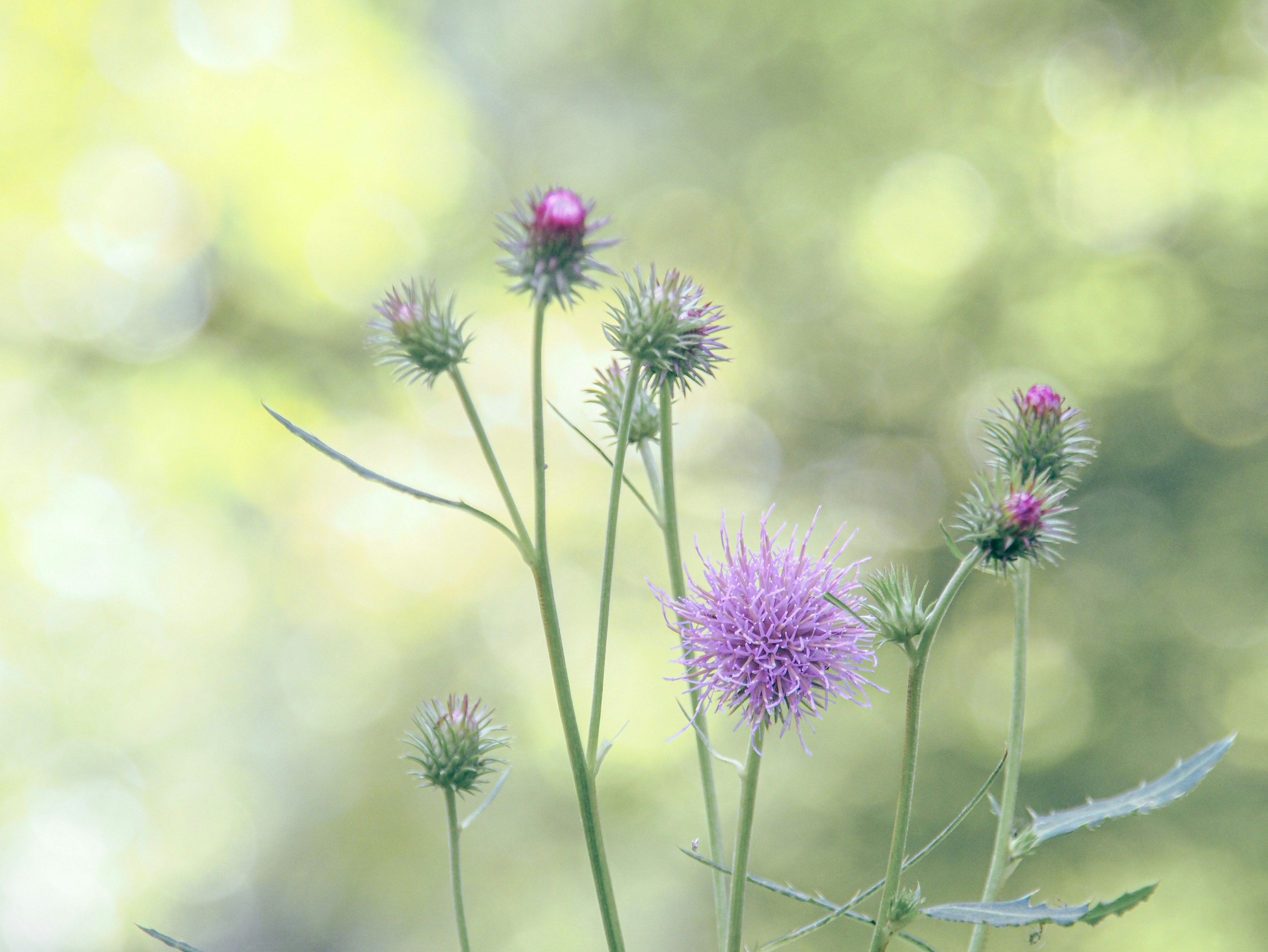 アザミの花が咲く草原のボケ背景
