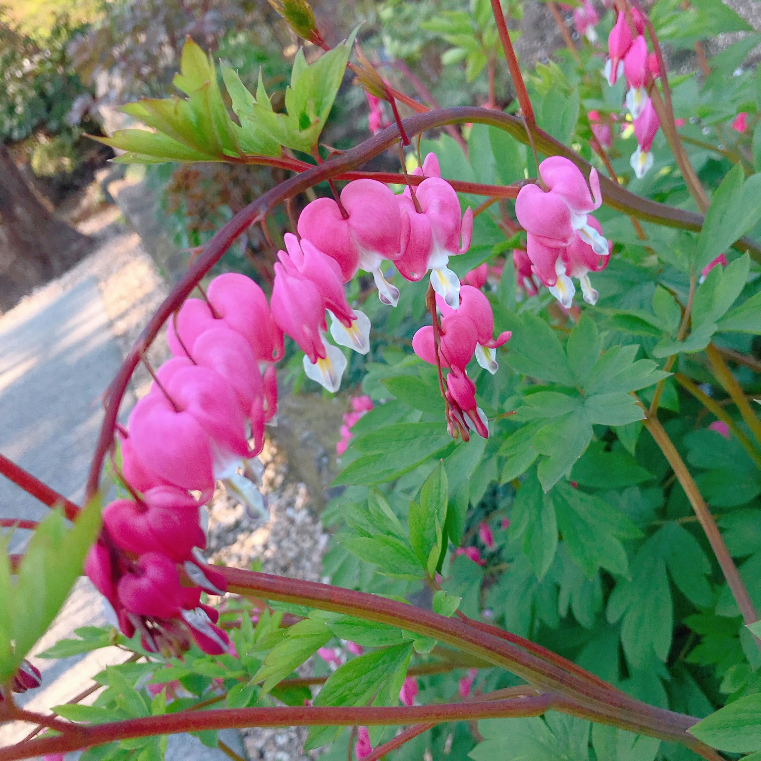 Close-up of vibrant pink flowers on a green plant