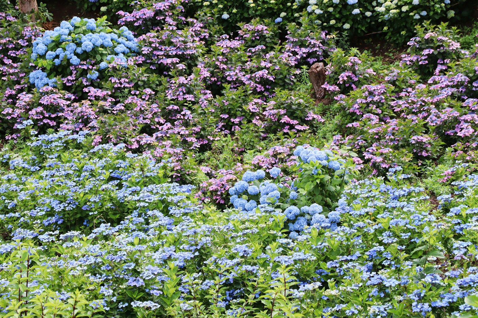 Una bellissima scena di giardino con fiori blu e viola in fiore