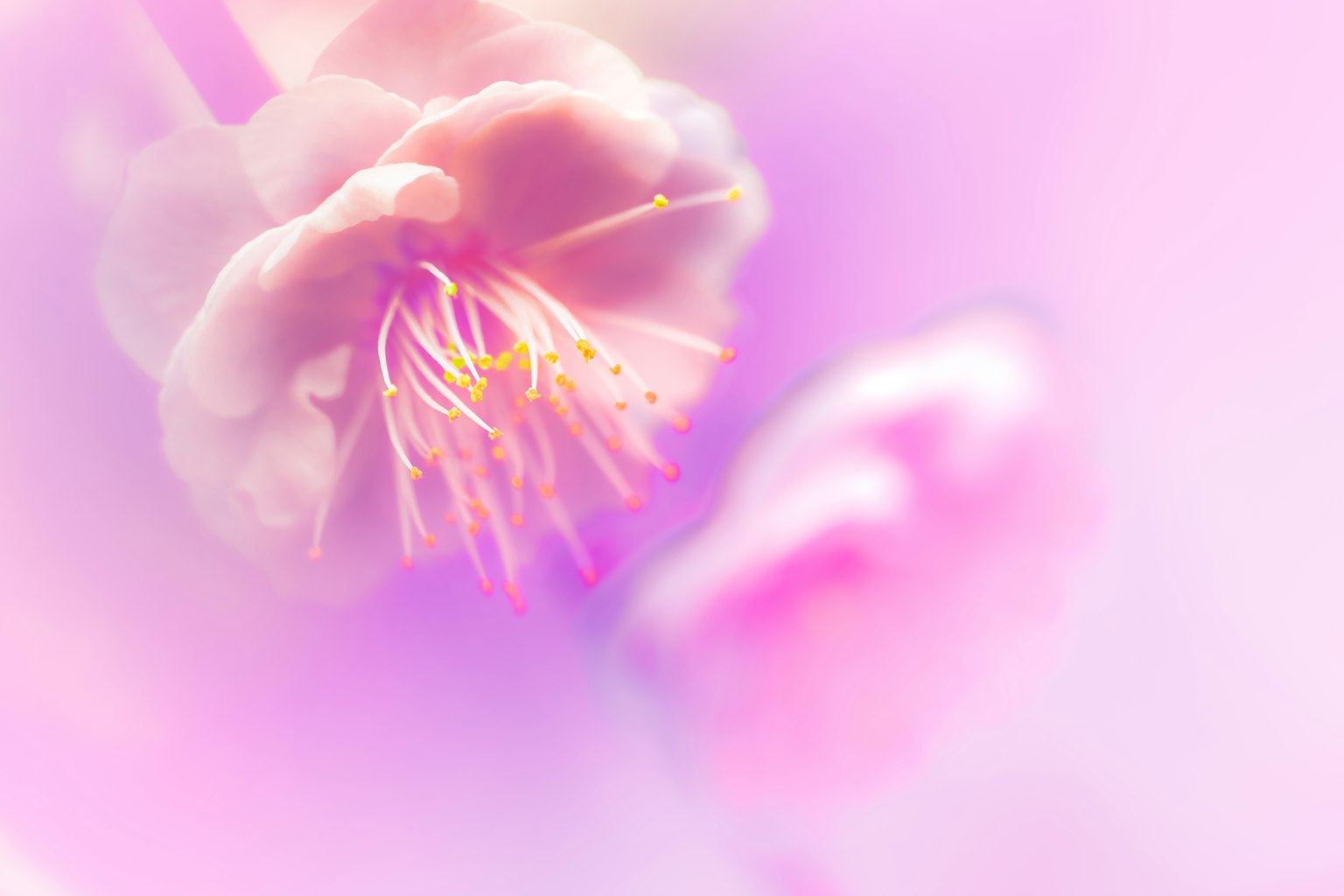 Nahaufnahme einer sanften rosa Blume mit verschwommenem Hintergrund