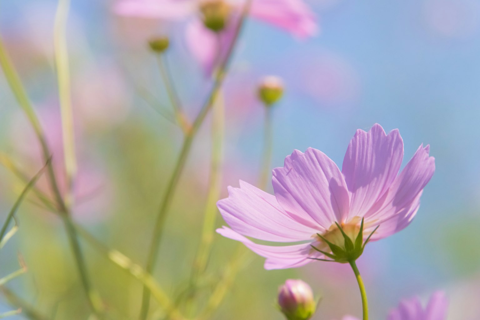Flores de cosmos rosas delicadas floreciendo bajo un cielo azul