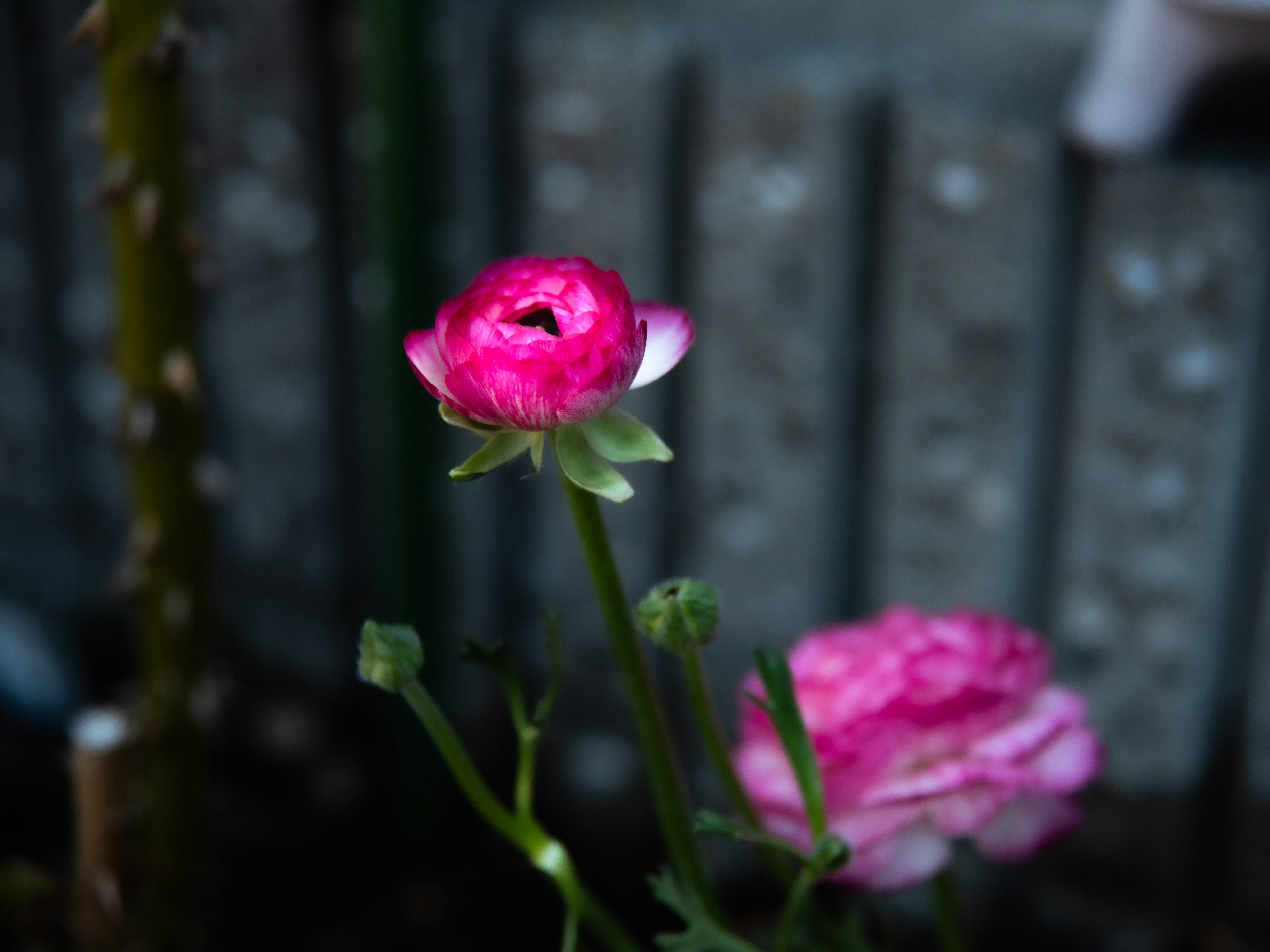 Nahaufnahme von pinken Blumen im Garten