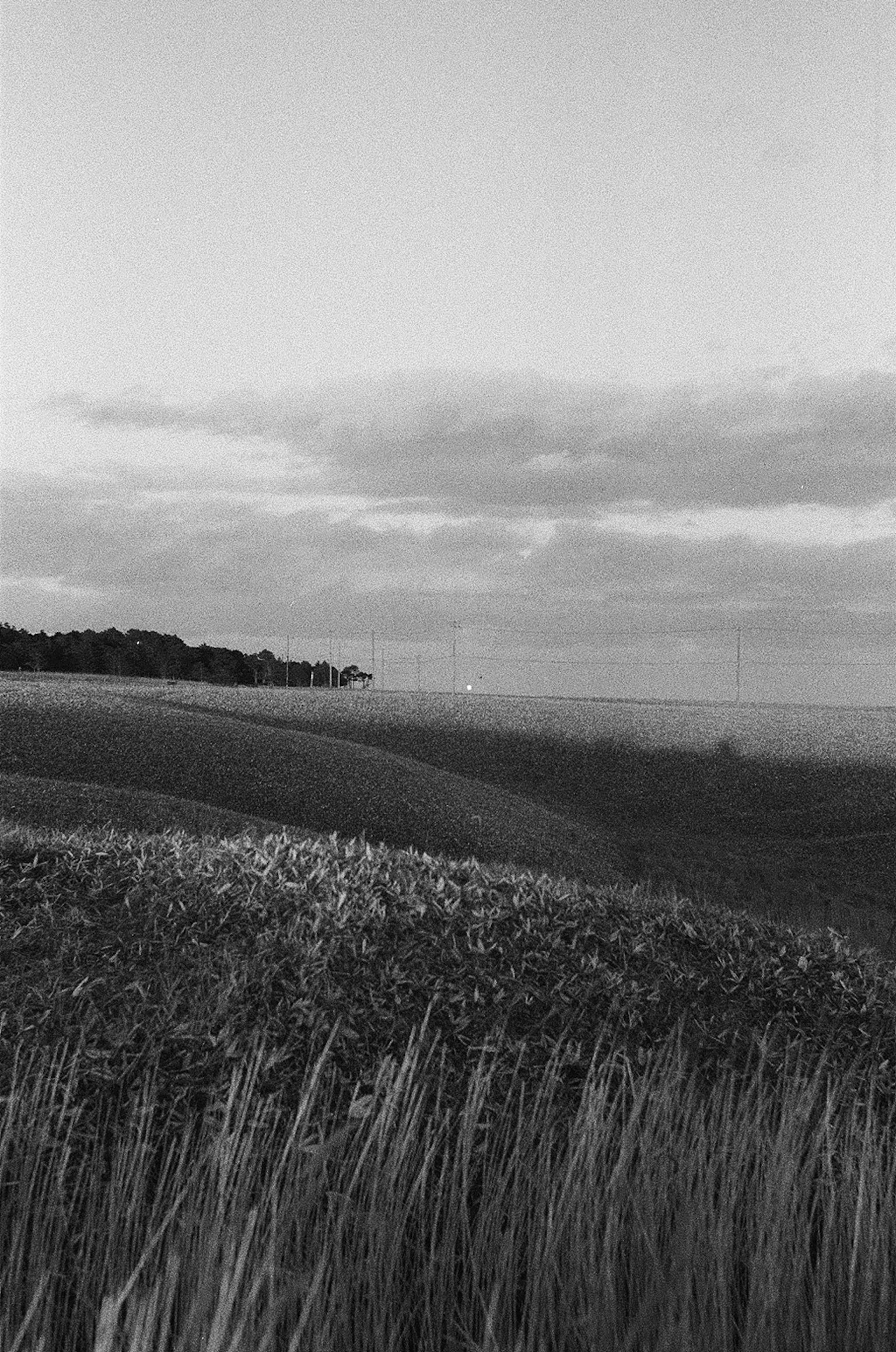 Schwarz-Weiß-Landschaftsfoto mit weitläufigen Getreidefeldern und einem entfernten Licht am Horizont unter einem bewölkten Himmel