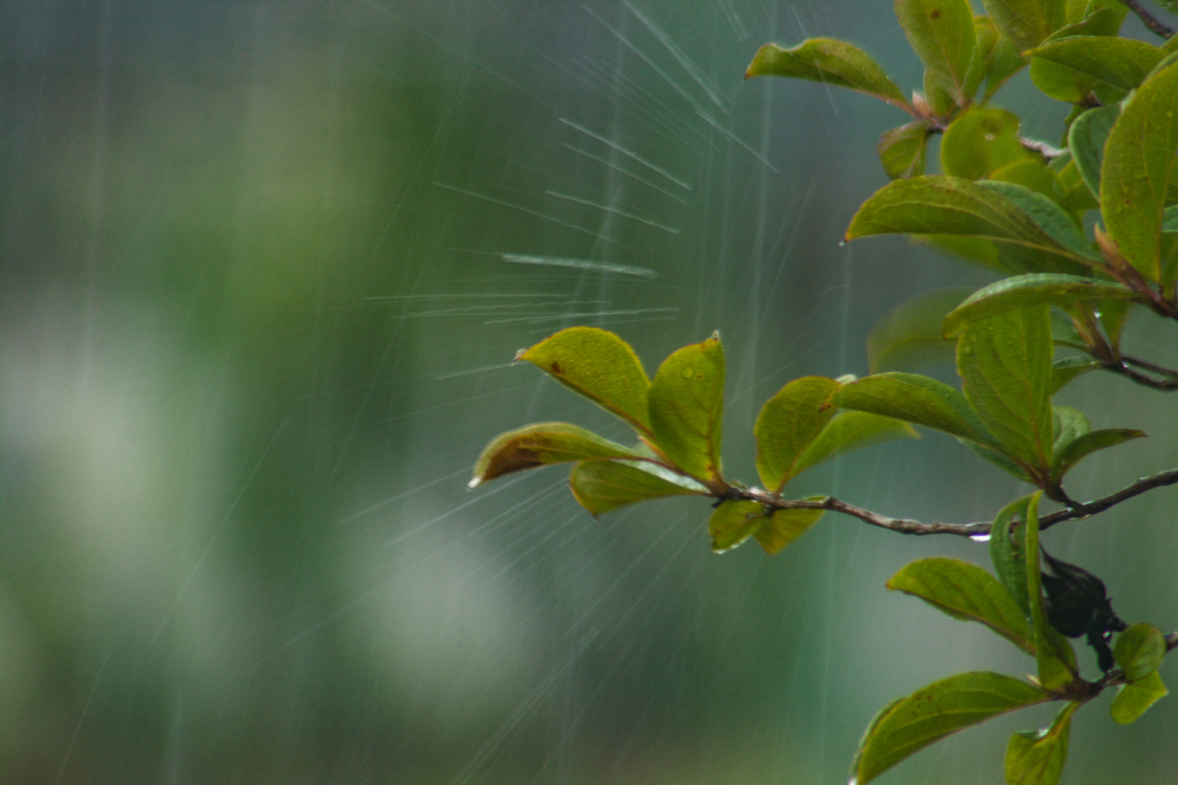 雨中摇曳的嫩绿叶片枝条