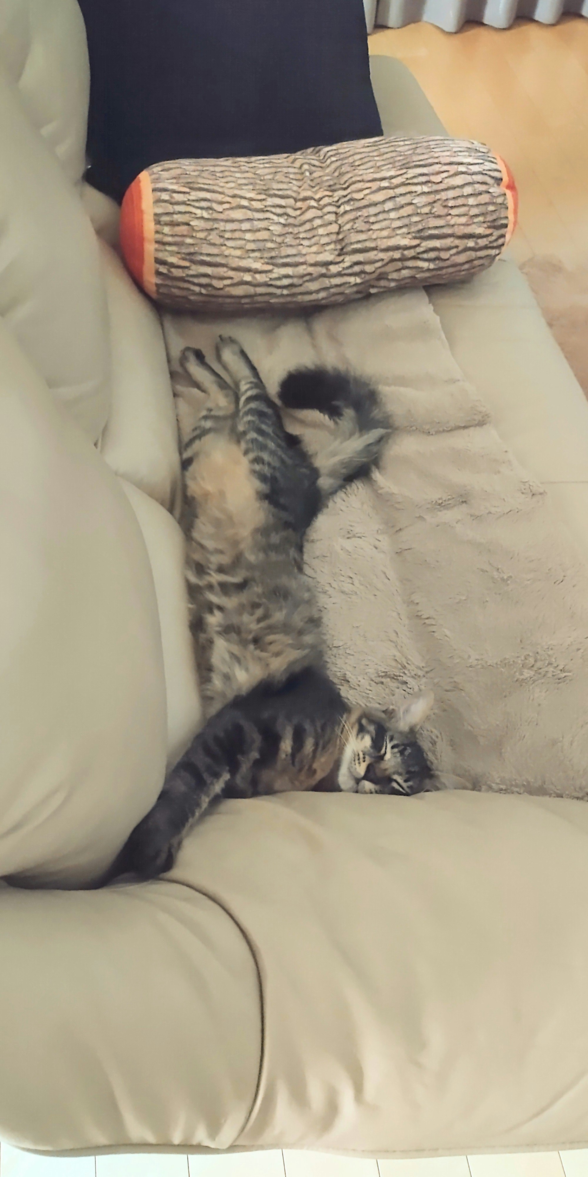 ソファで丸くなって熟睡する飼い猫の寝相