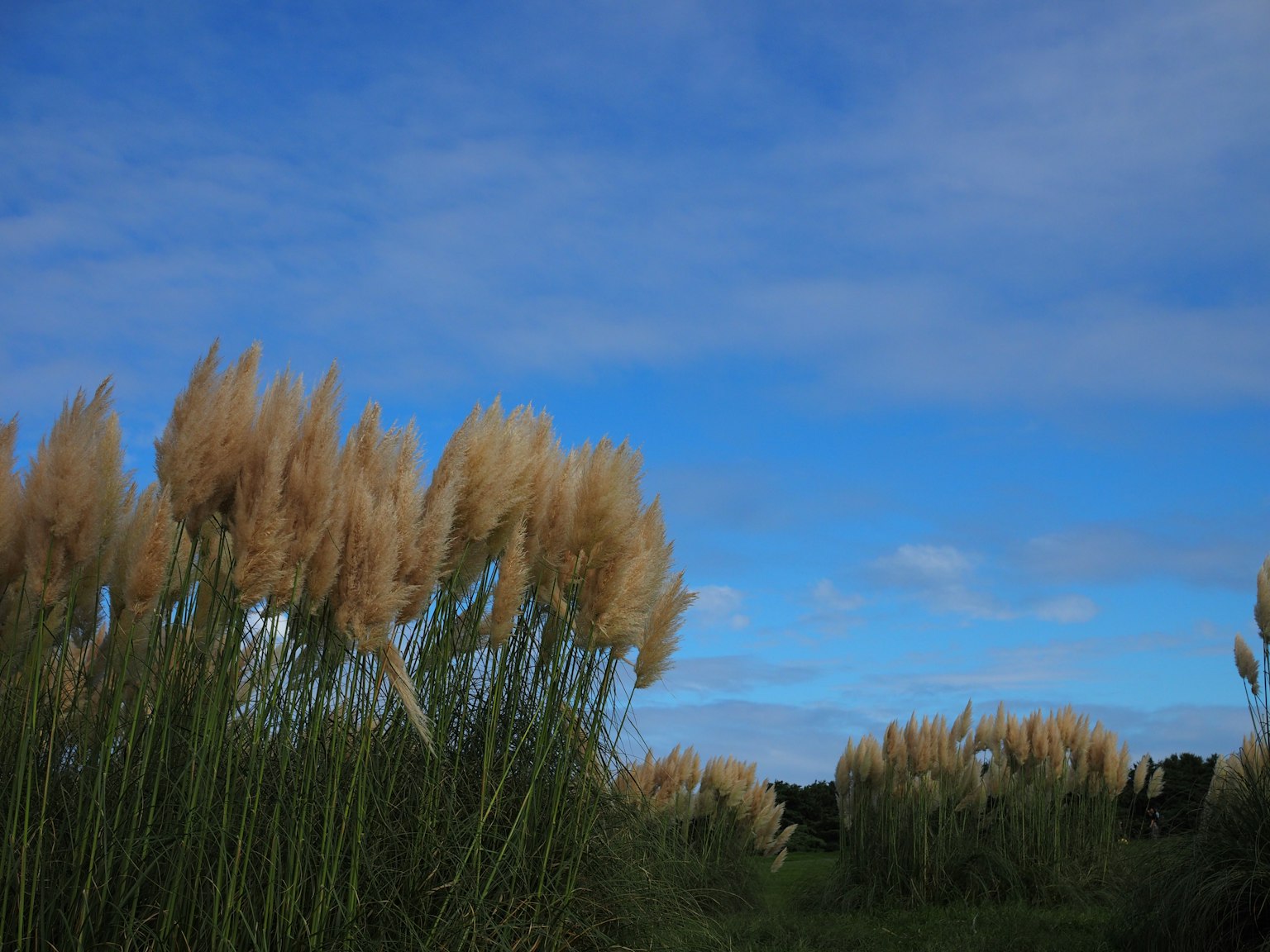 Cỏ pampas vàng nghiêng dưới bầu trời xanh