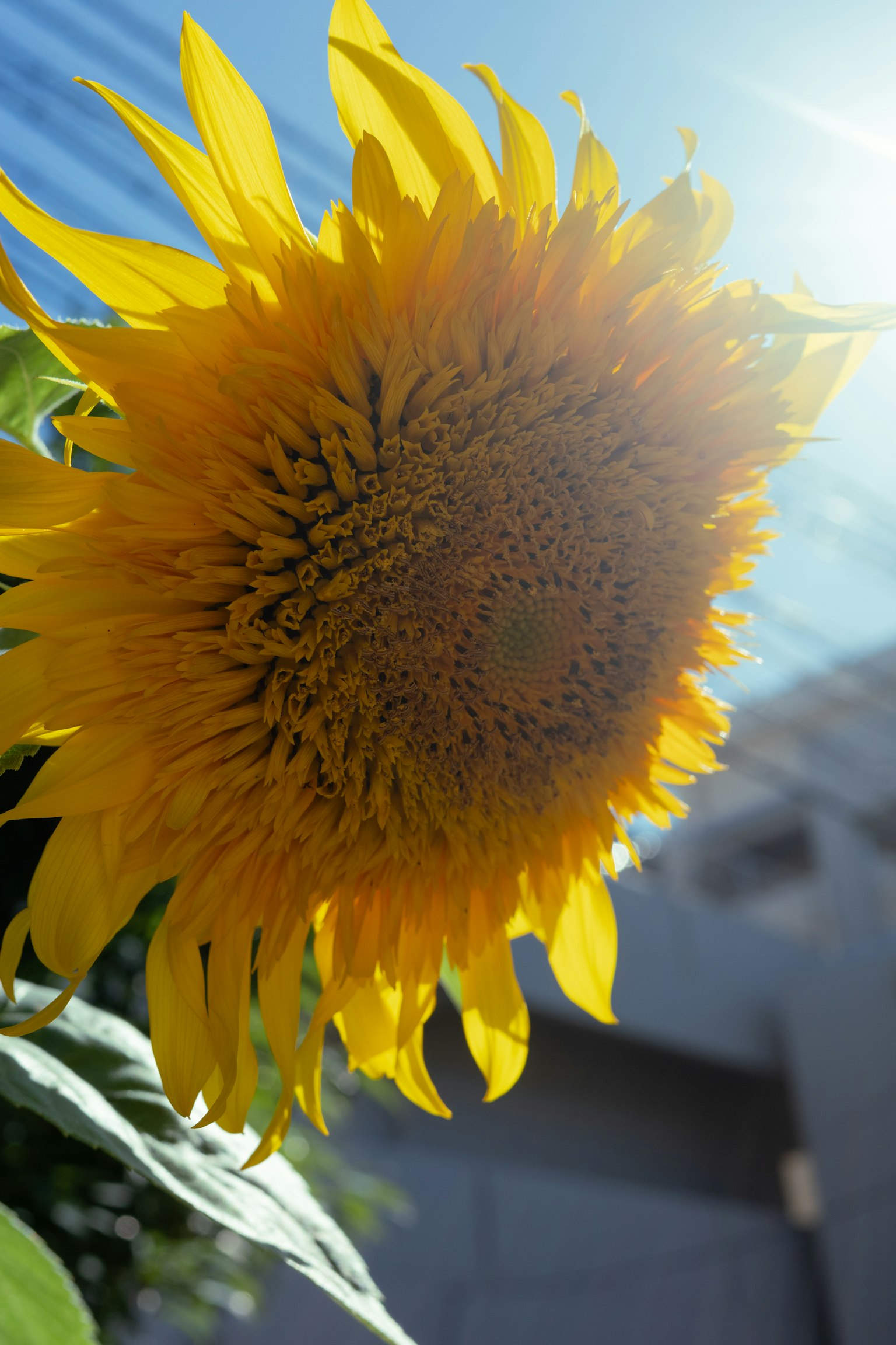 Cận cảnh hoa hướng dương nở dưới ánh nắng mặt trời rực rỡ