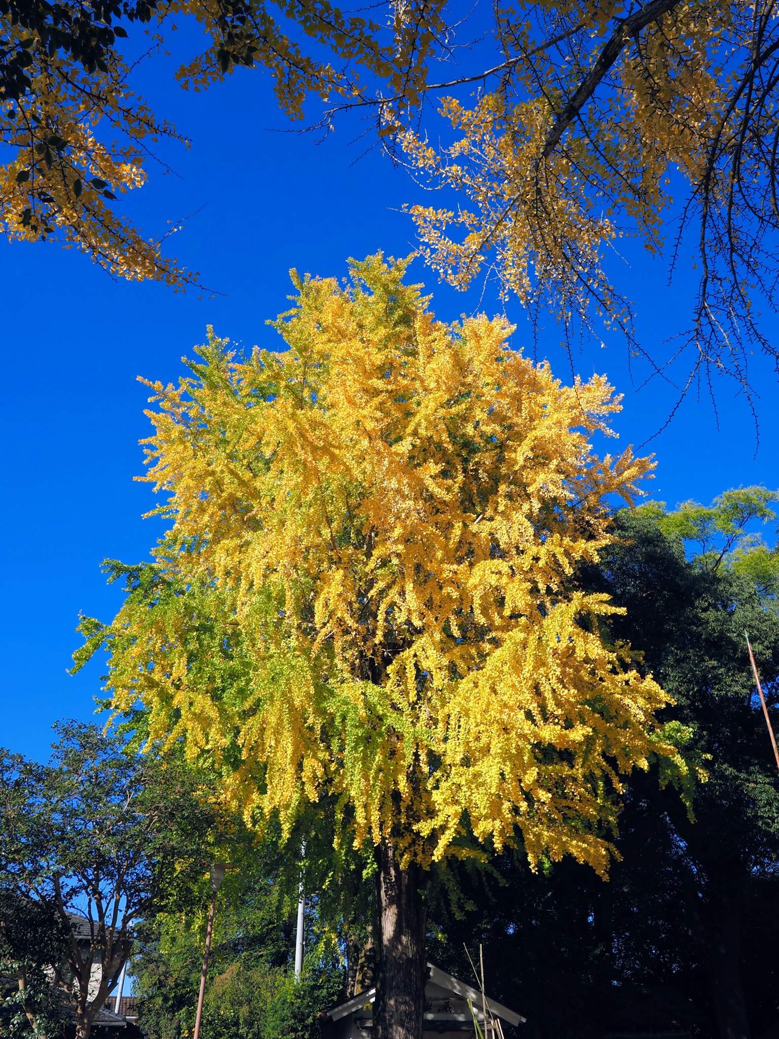 A vibrant yellow-leaved tree against a clear blue sky