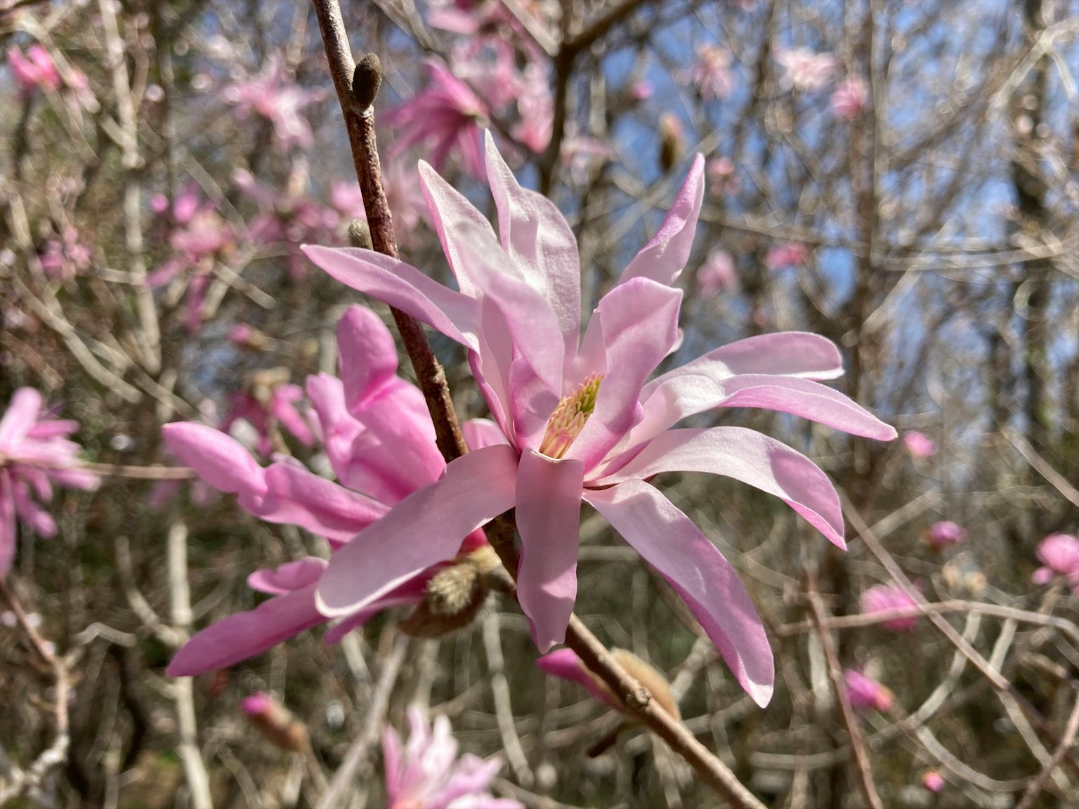 Ein Ast mit blühenden, blassen rosa Blumen