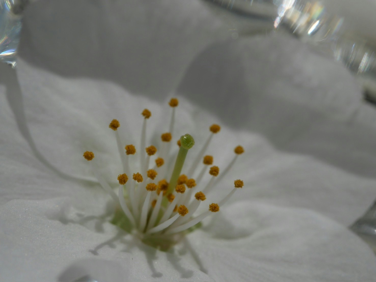 白色花瓣與黃色花蕊的特寫