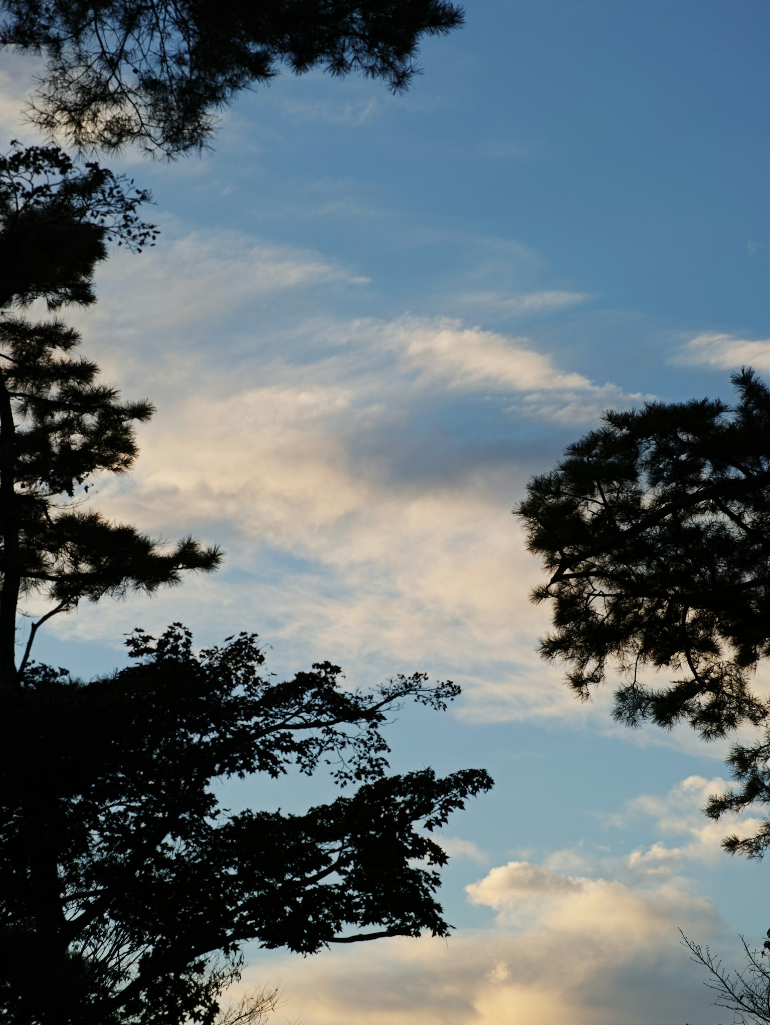 Silhouette of trees against a backdrop of blue sky and white clouds