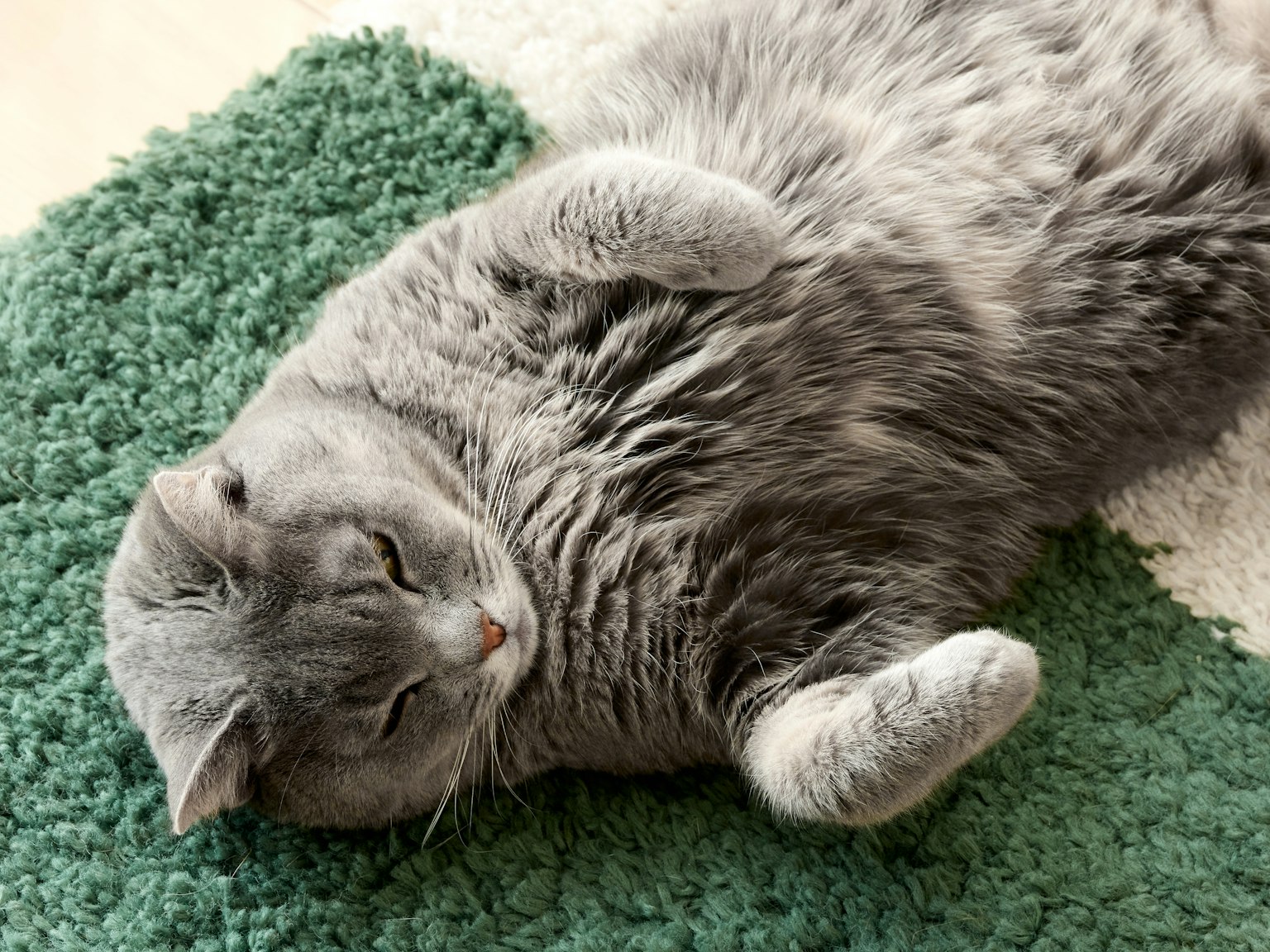 Gato gris acostado sobre una alfombra verde