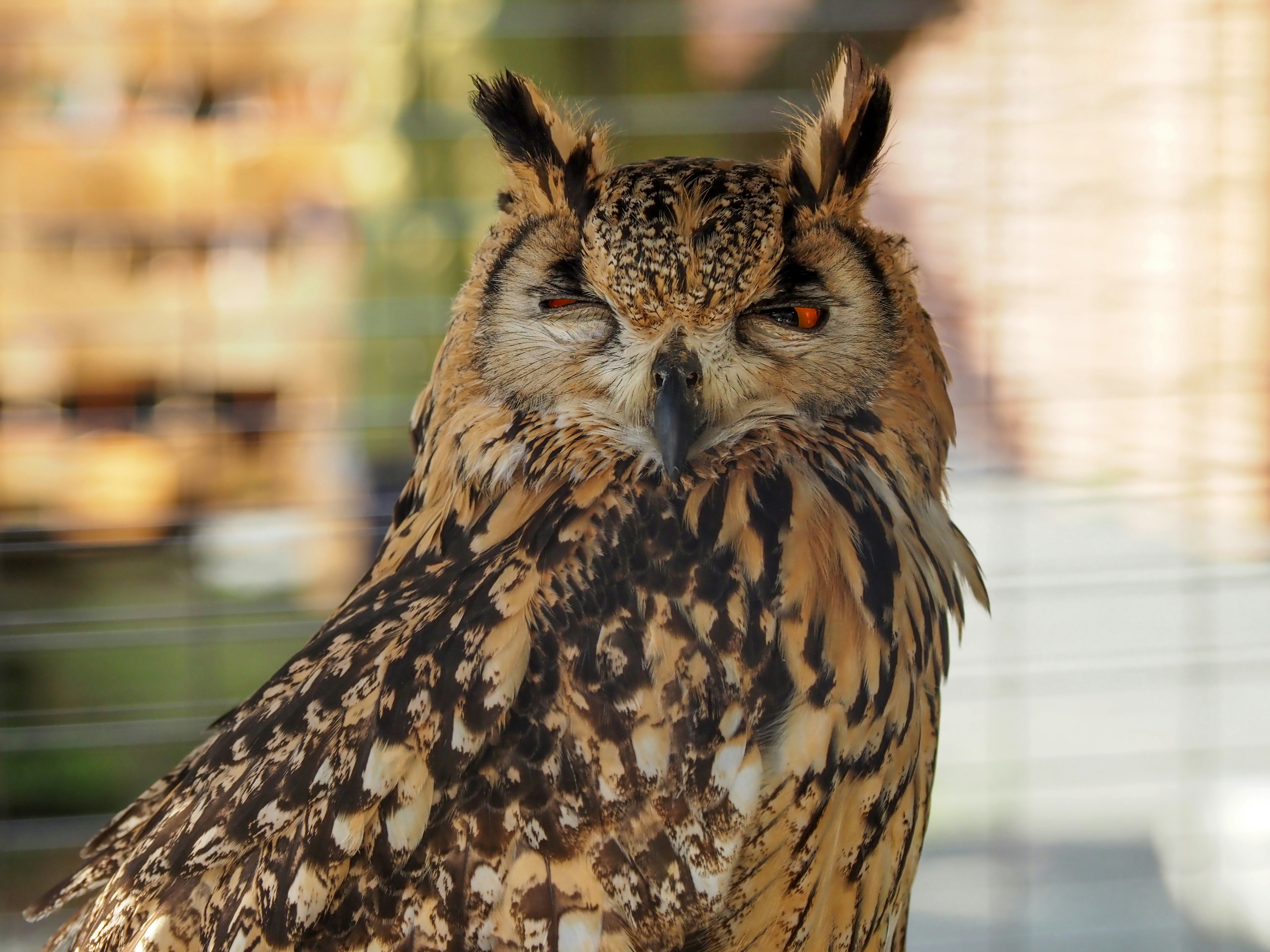 ガラス越しに見えるフクロウのアップ画像