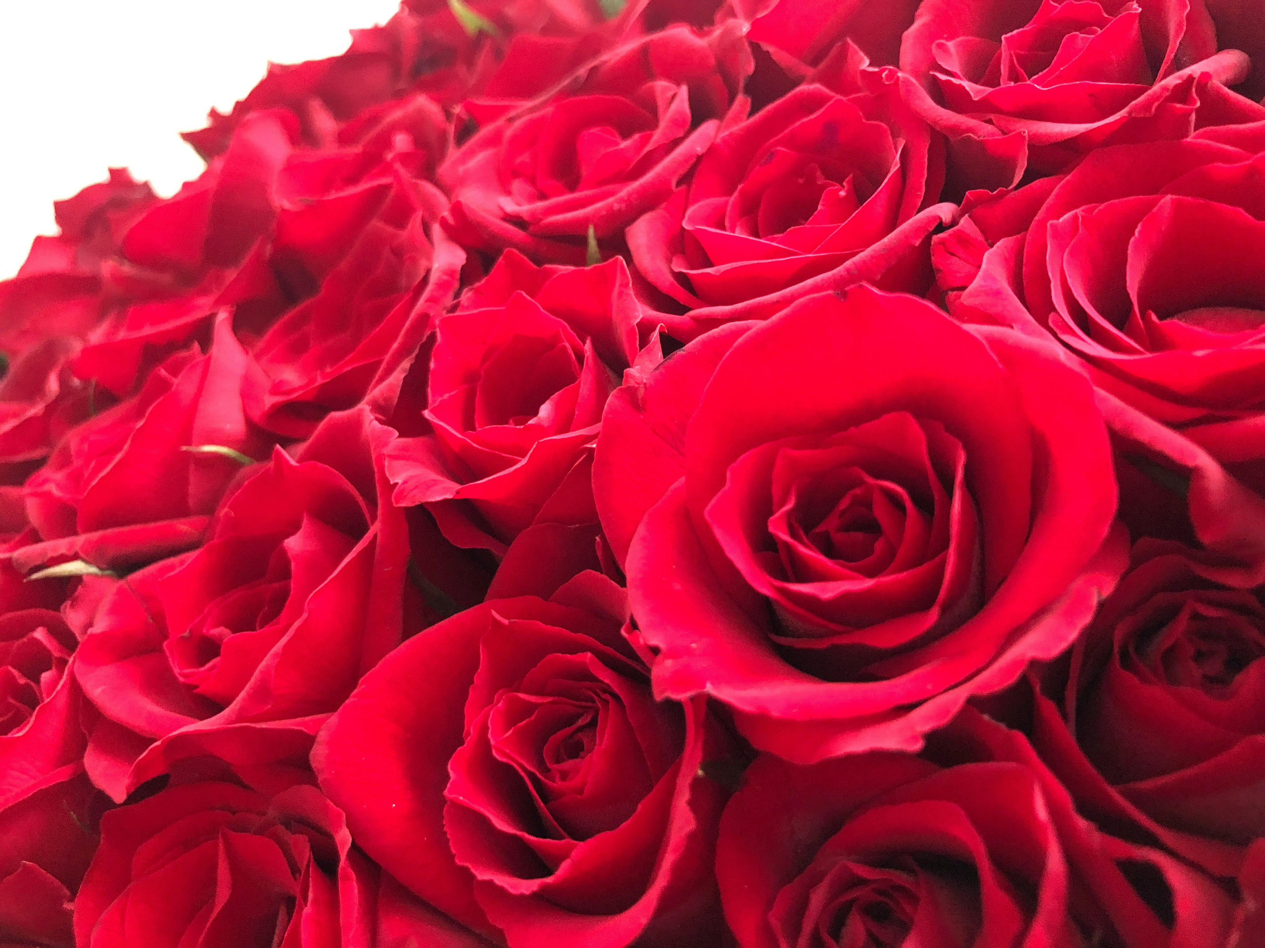 close-up of a bouquet of red roses