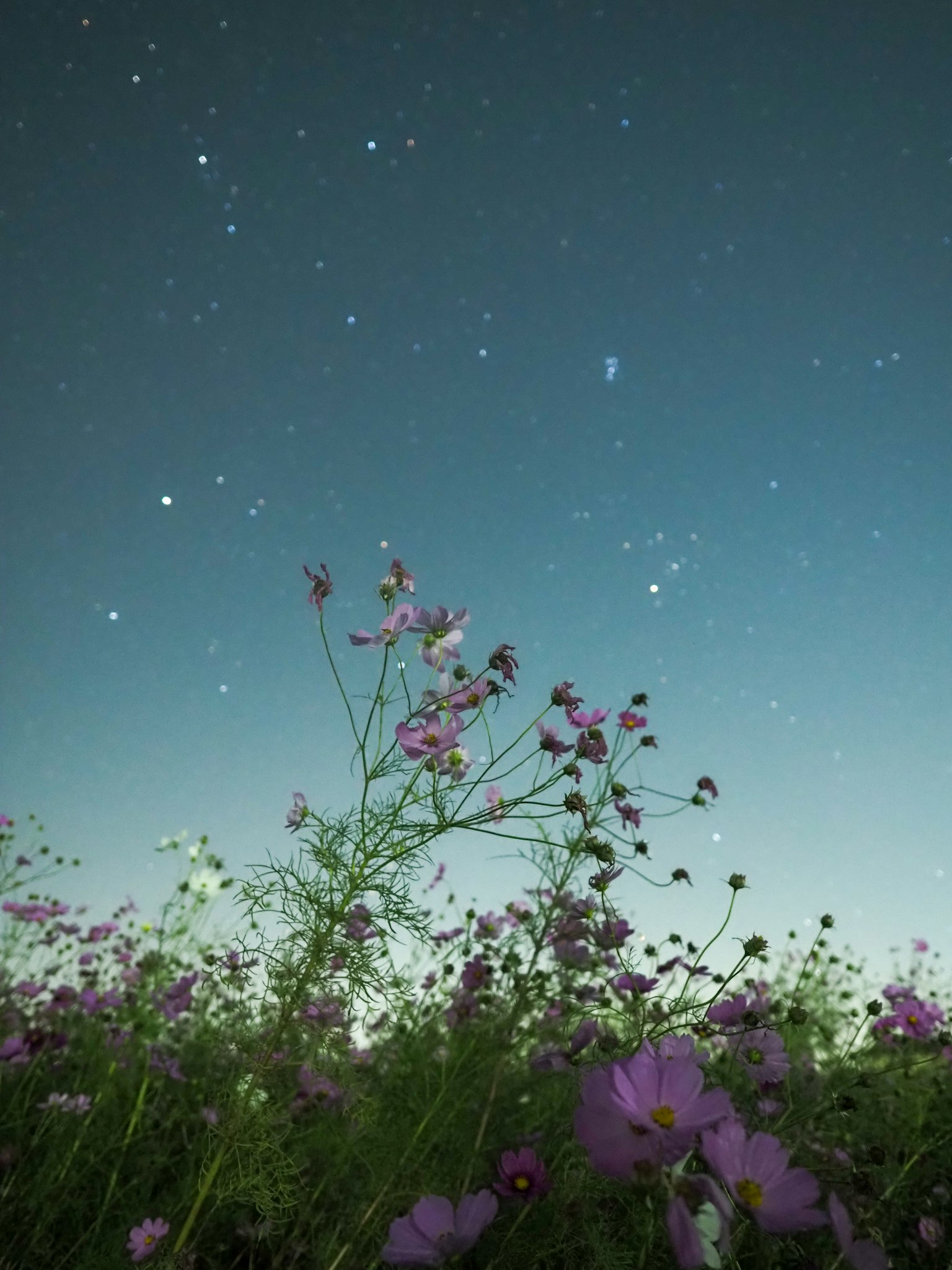 ดอกคอสมอสบานในทุ่งหญ้าสีเขียวใต้ท้องฟ้าที่เต็มไปด้วยดาว