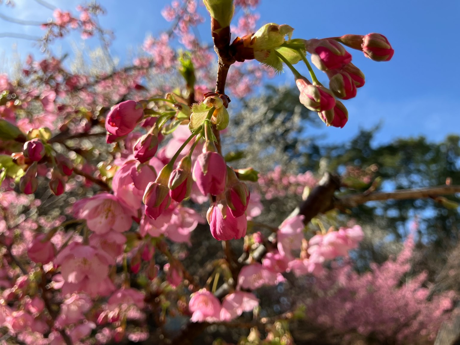 Kuncup dan bunga sakura mekar di bawah langit biru yang cerah