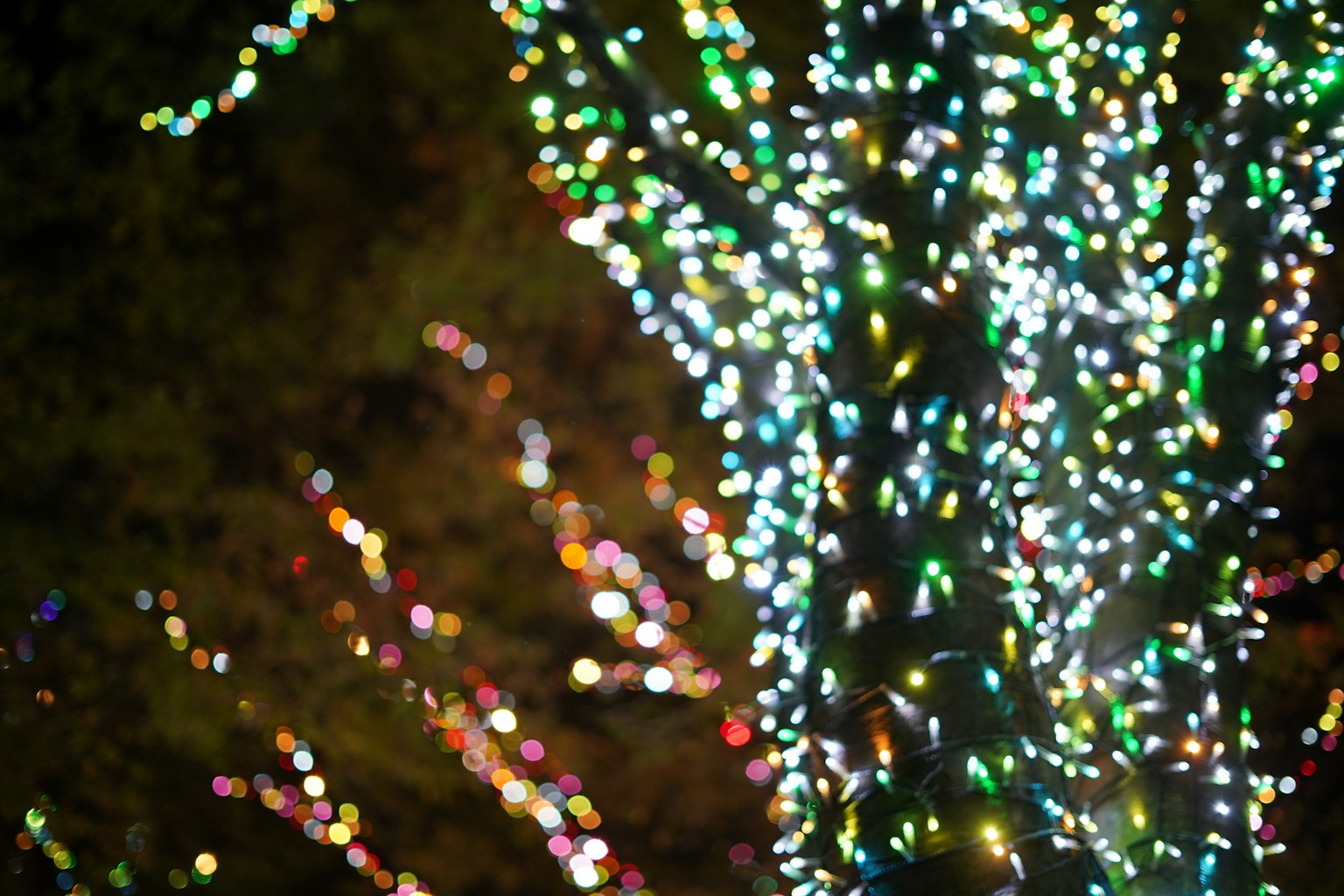 Gros plan sur le tronc d'un arbre orné de lumières colorées