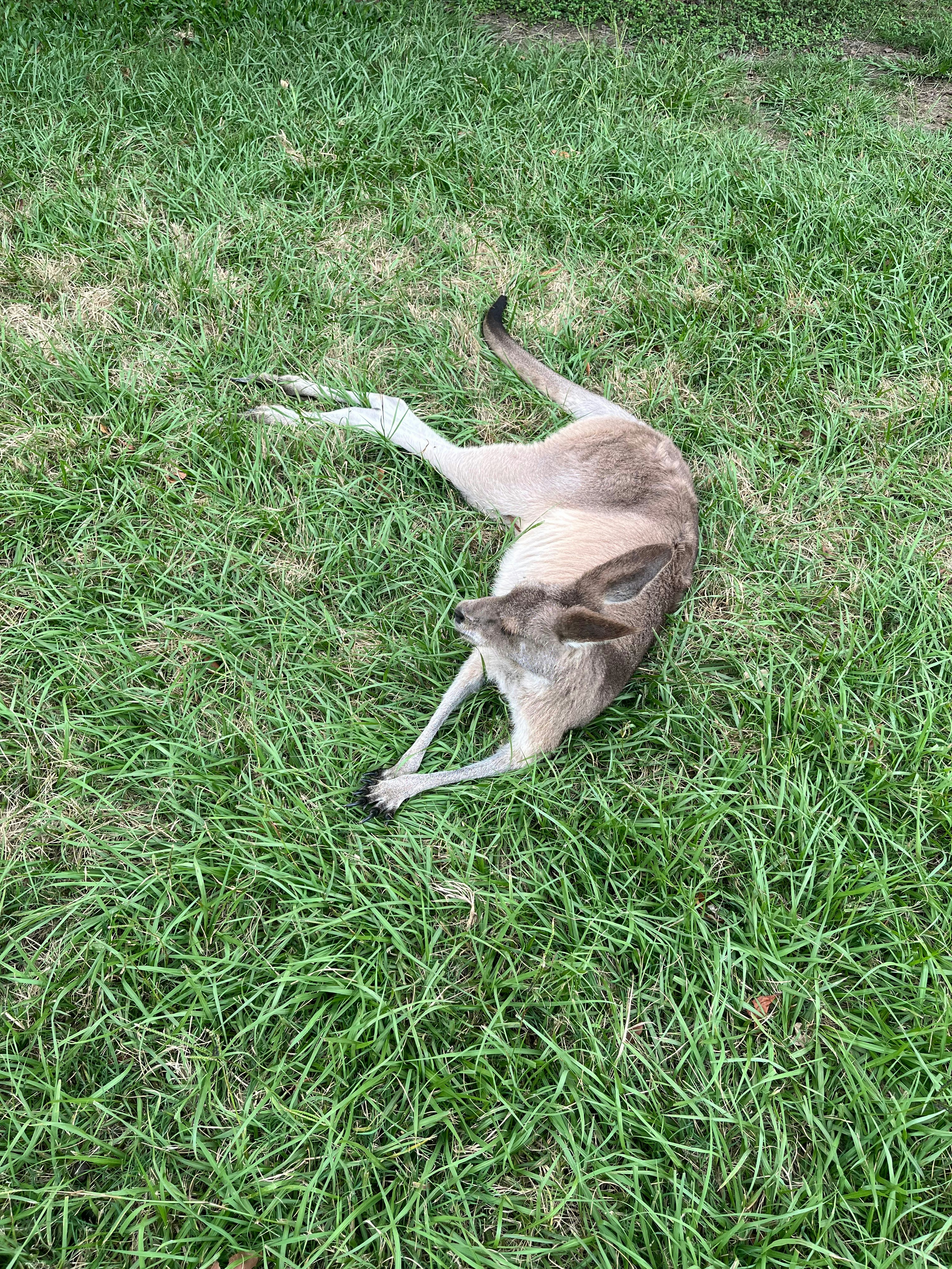 芝生の上で横たわる子猫