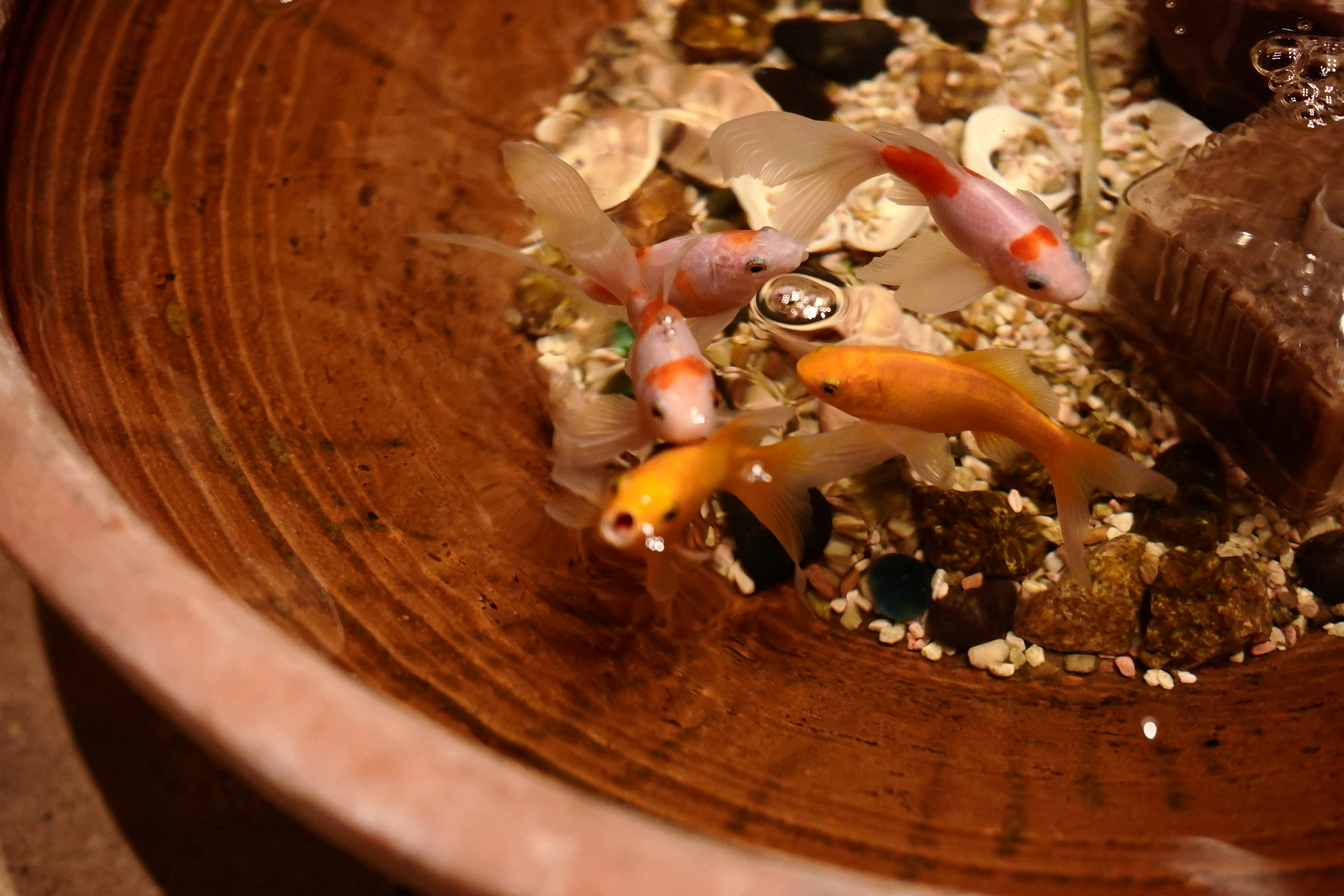 colorful goldfish and aquatic plants in a wooden bowl