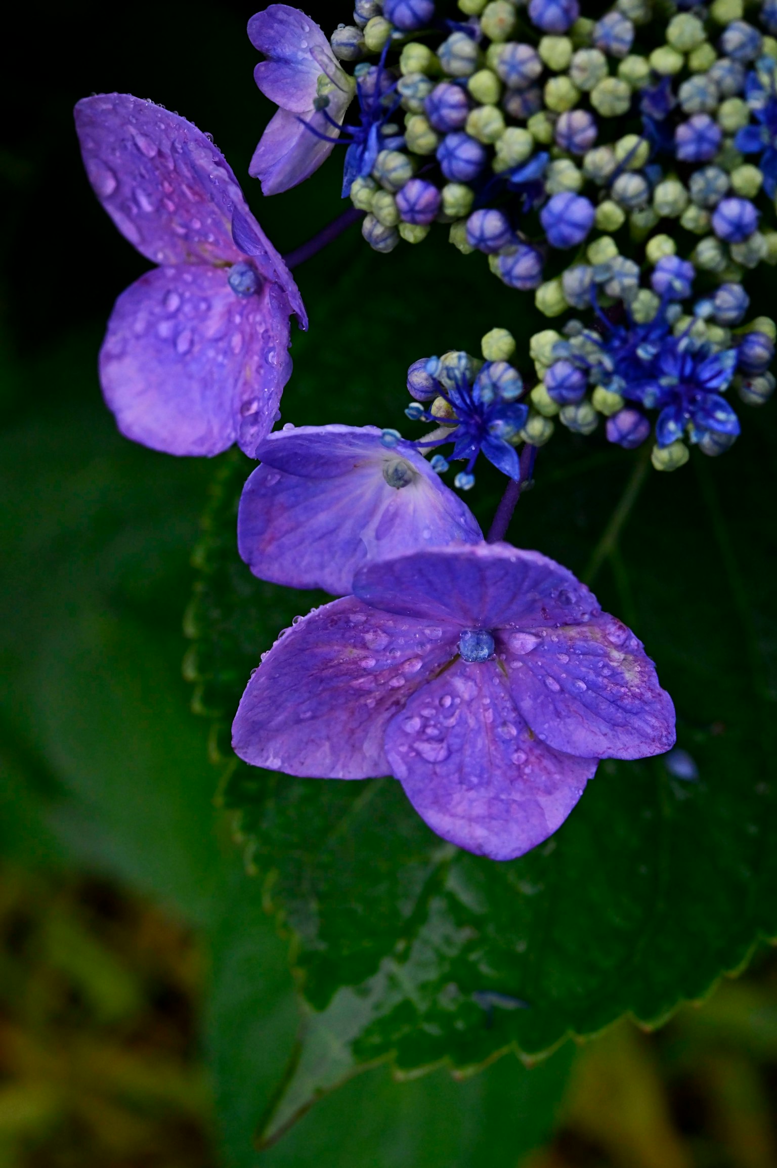 Close-up image of purple hydrangea flowers with green leaves