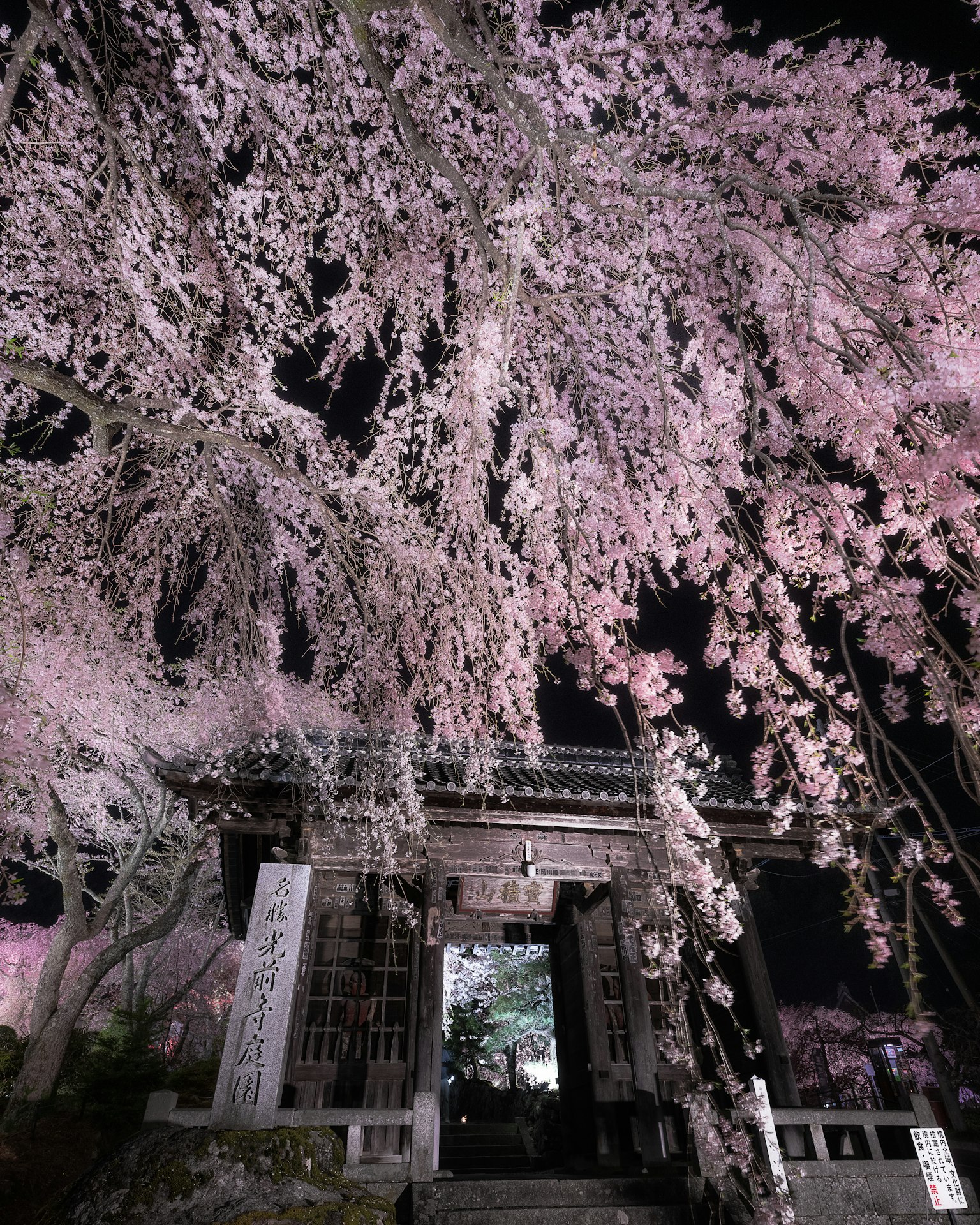 夜间樱花与寺庙入口的美丽景象
