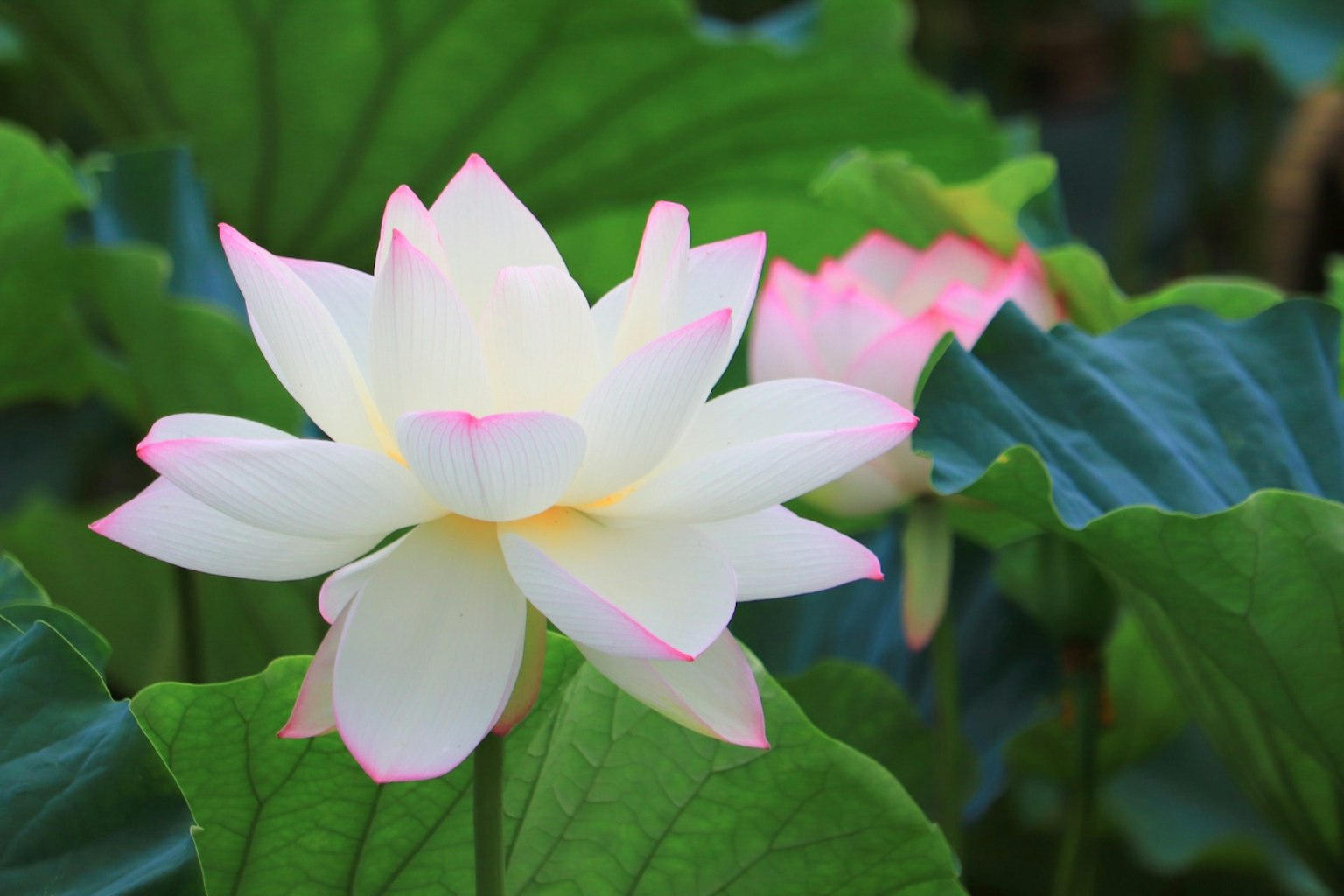 Weißer Lotusblume mit rosa Spitzen umgeben von grünen Blättern
