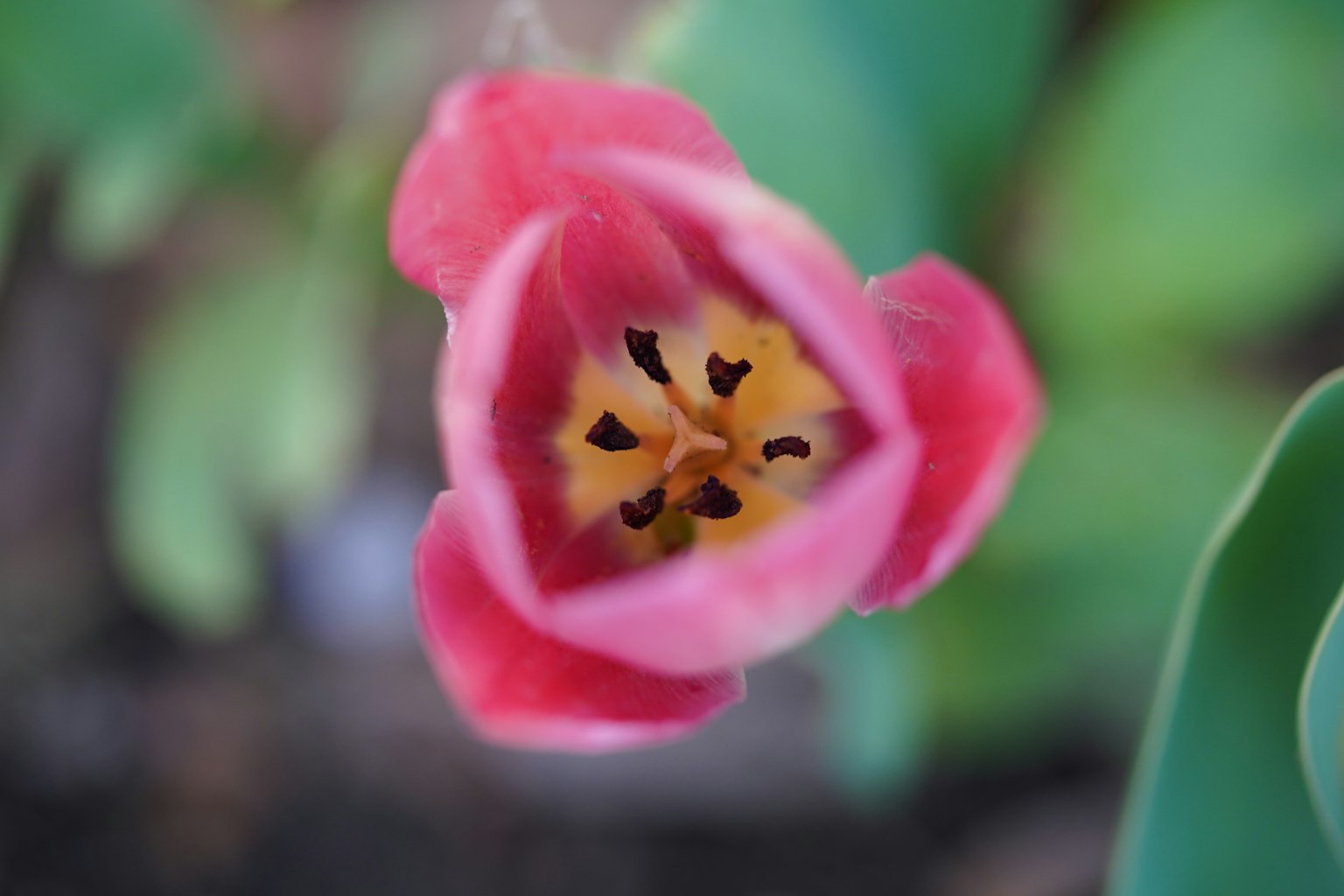 鲜艳的粉红色郁金香花朵的特写，展示其内部结构